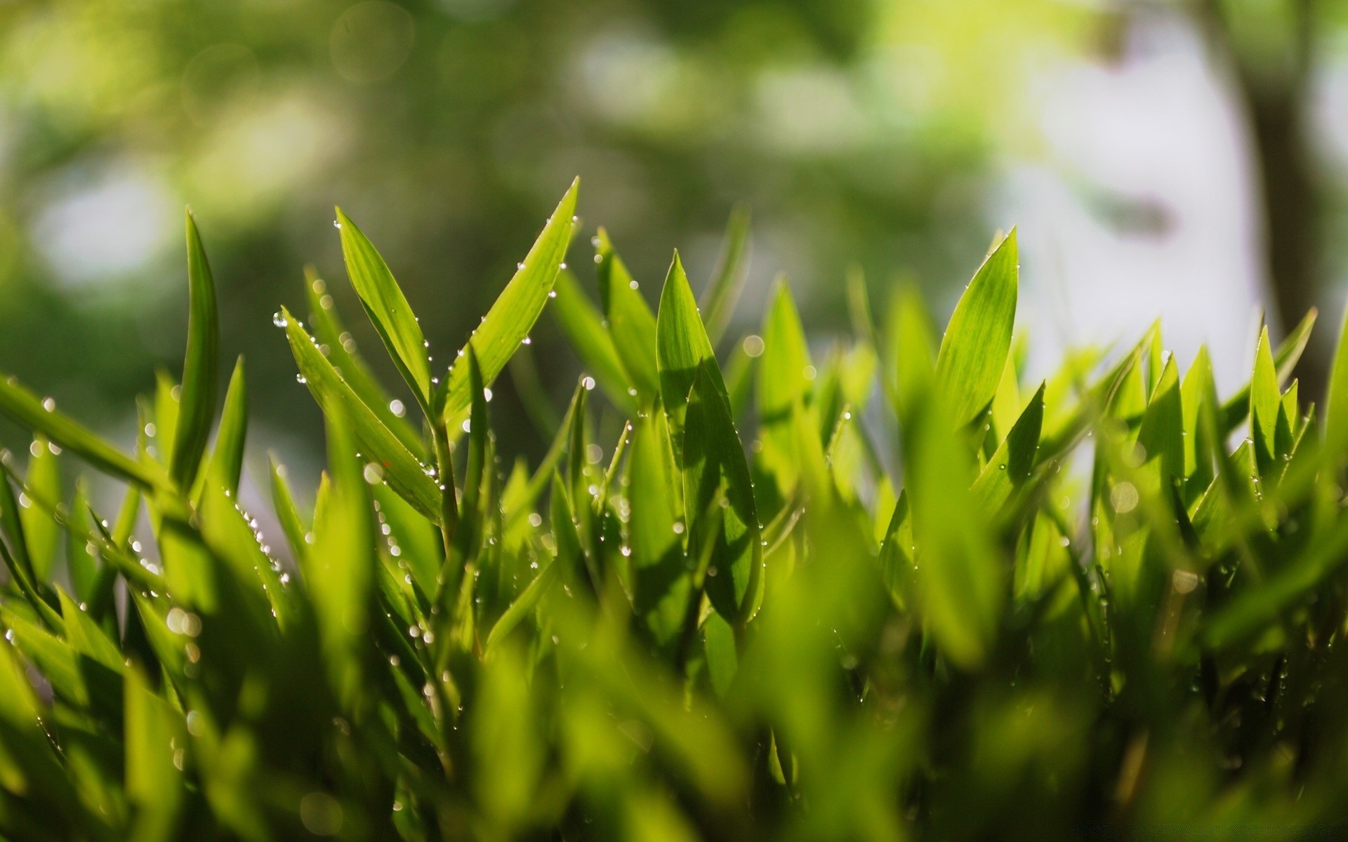 gouttelettes d eau herbe feuille luxuriante croissance pelouse nature flore été rosée jardin extérieur environnement ecologie lumineux foin flou pluie beau temps lame