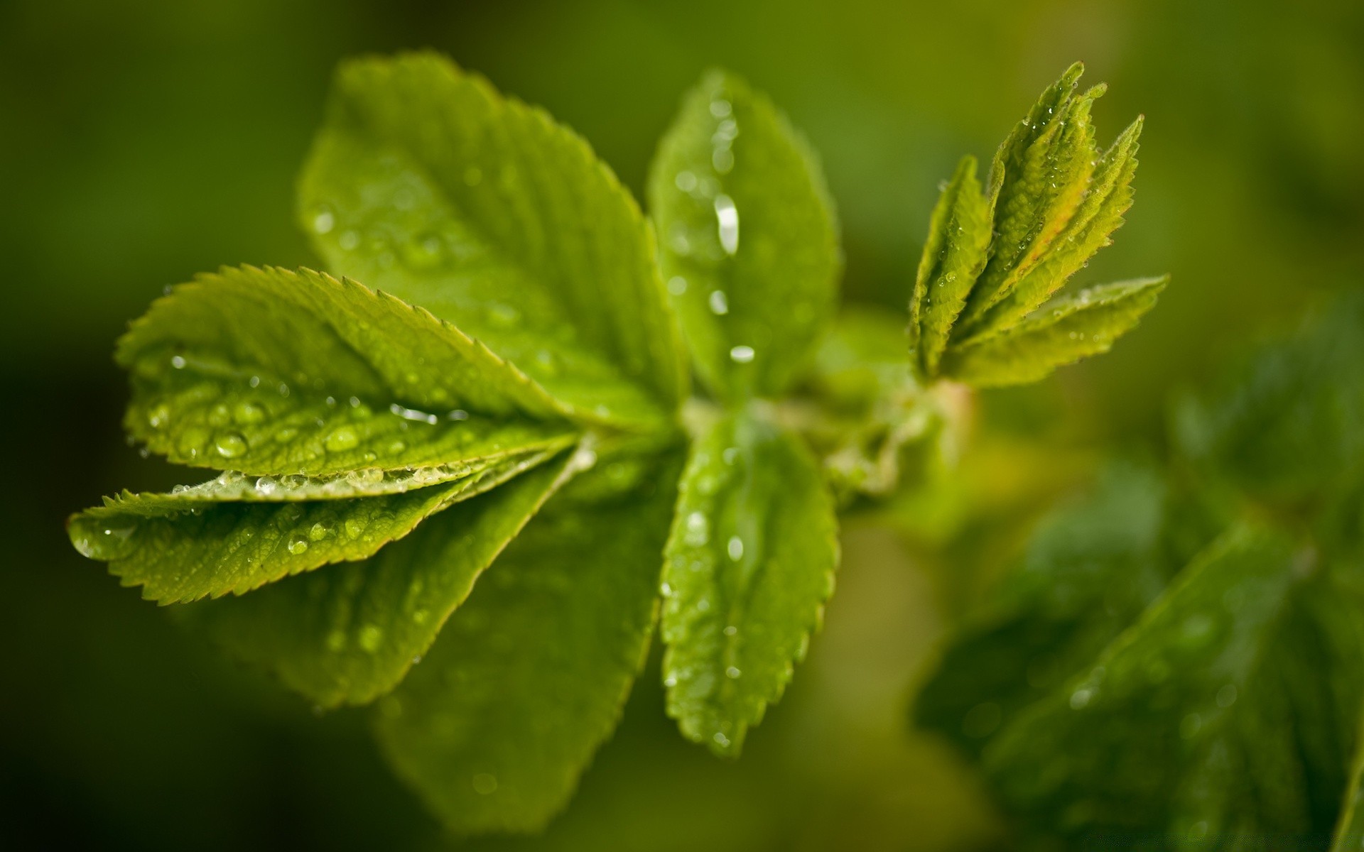 plantes feuille nature flore croissance pluie jardin fraîcheur rosée luxuriante dof été