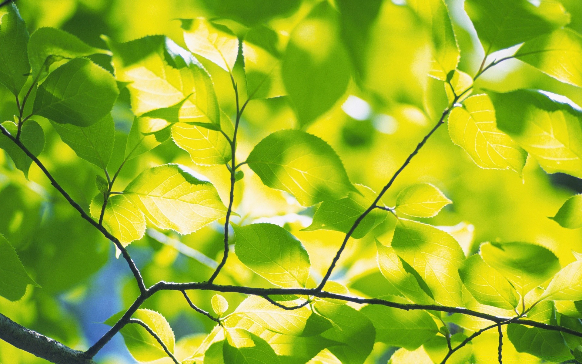 природа дерево ветки листья бесплатно