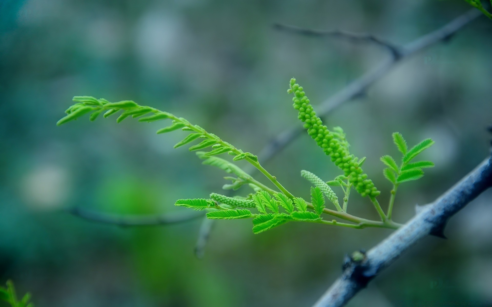 piante foglia flora natura crescita ambiente albero all aperto giardino lussureggiante pioggia estate ramo freschezza primo piano sfocatura fern erba colore biologia