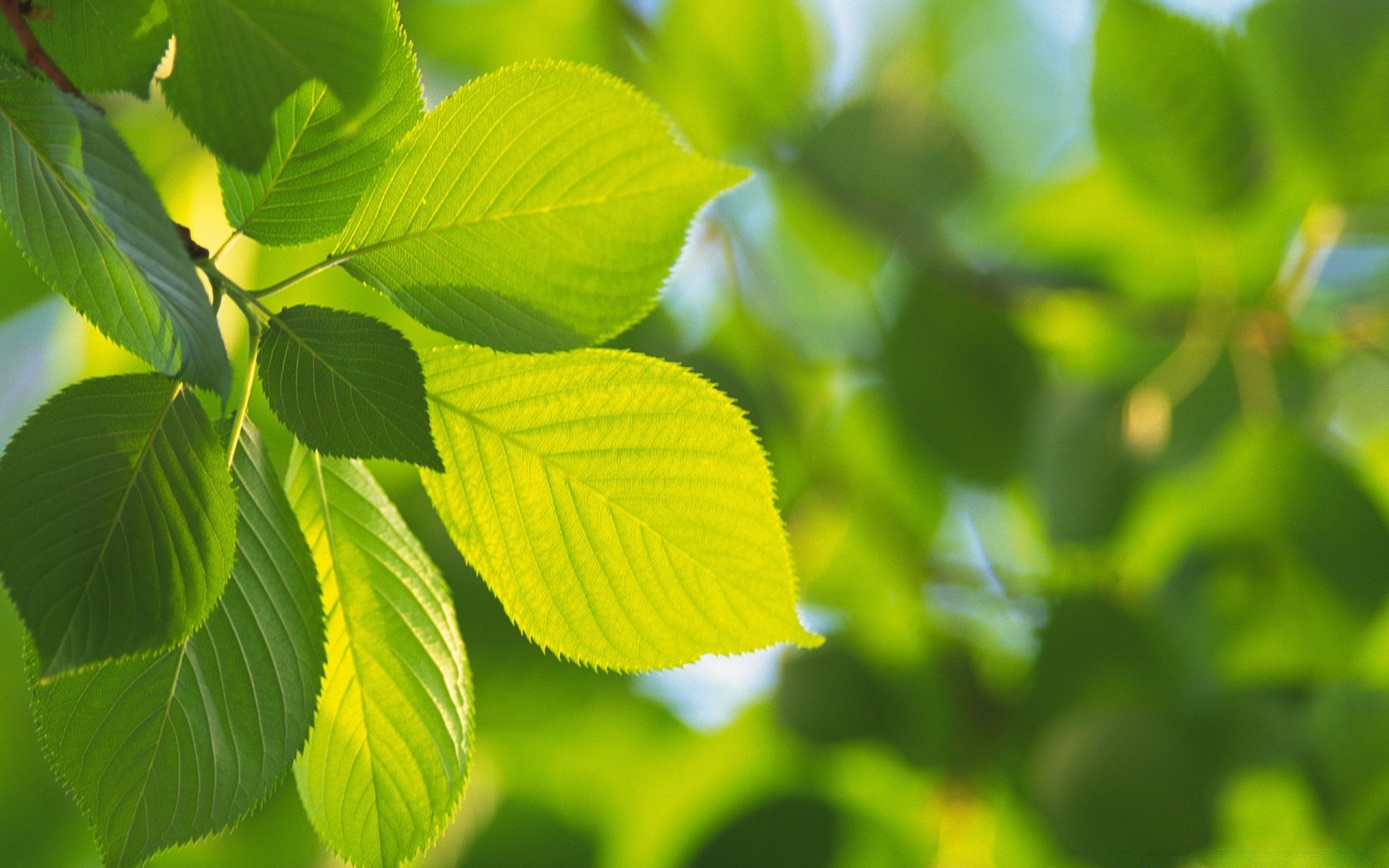 植物 叶 自然 植物群 生长 夏天 明亮 郁郁葱葱 环境 花园 户外 好天气 特写 树