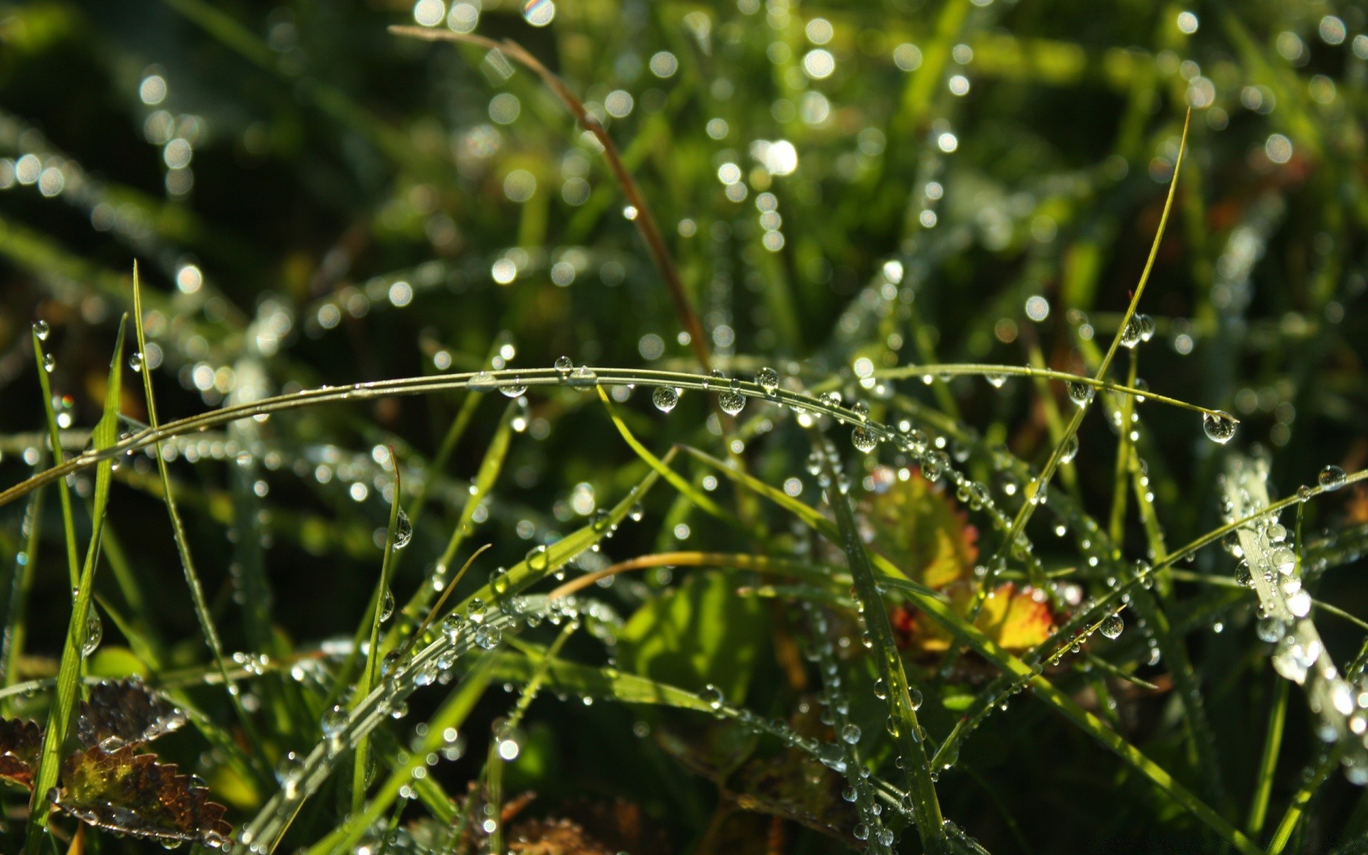 droplets and water dew nature rain dawn grass drop flora summer leaf garden environment close-up outdoors wet growth spider fair weather purity sun