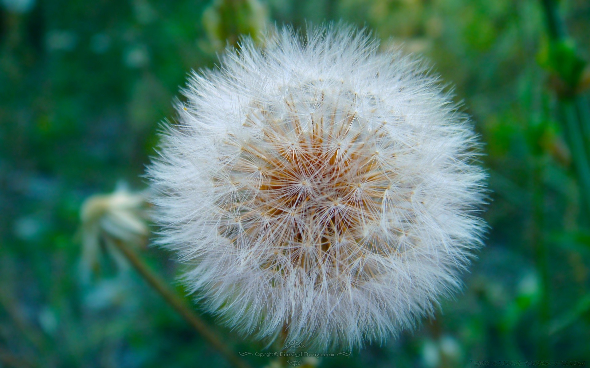 rośliny mniszek lekarski flora natura kwiat trawa nasiona lato zbliżenie wzrost ogród na zewnątrz kolor liść