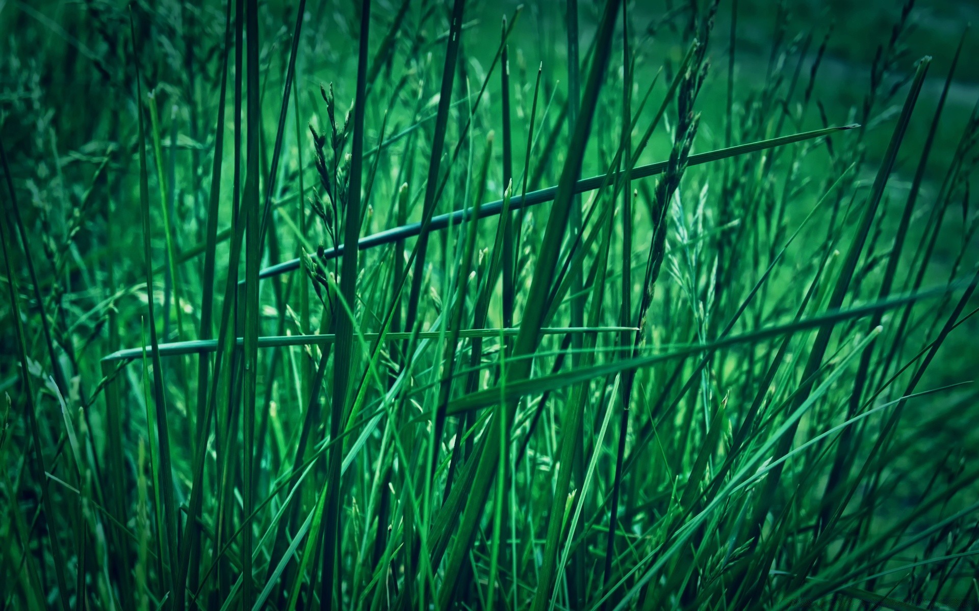 pflanzen gras flora wachstum natur blatt desktop umwelt üppig rasen garten heuhaufen im freien