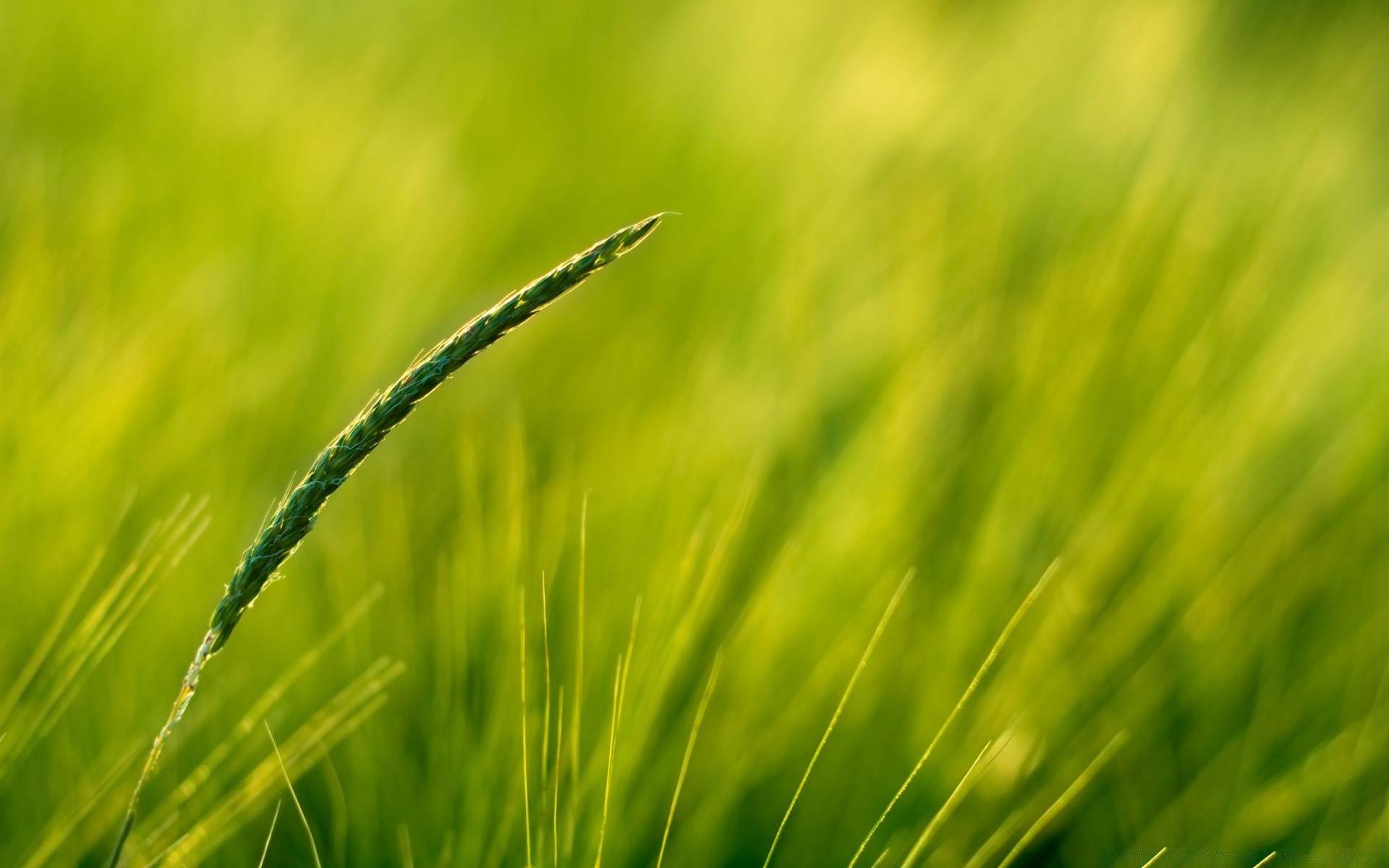 plantas hierba naturaleza crecimiento campo rocío amanecer flora verano sol césped hoja rural