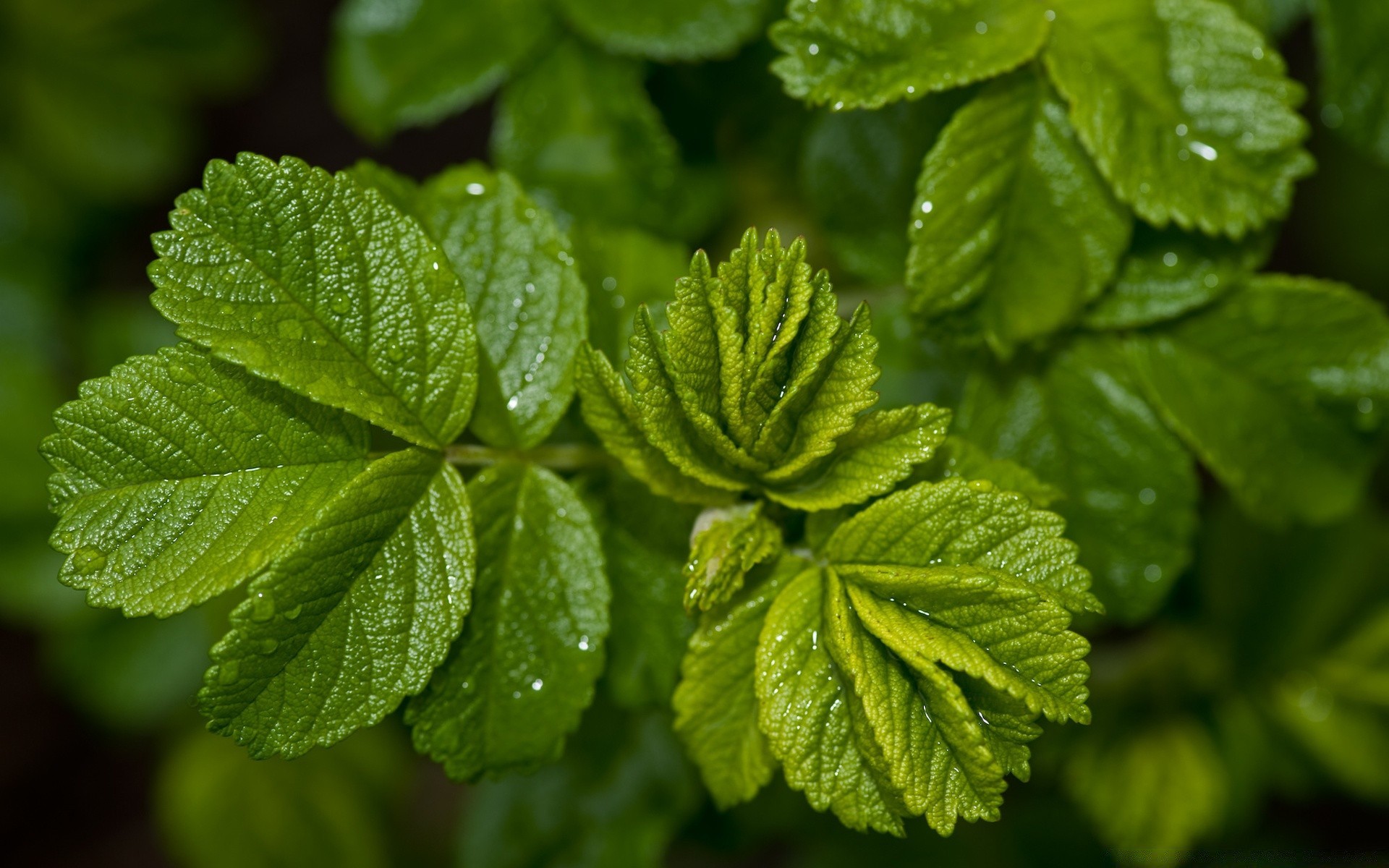 piante foglia natura flora erbe crescita freschezza lussureggiante aromatico