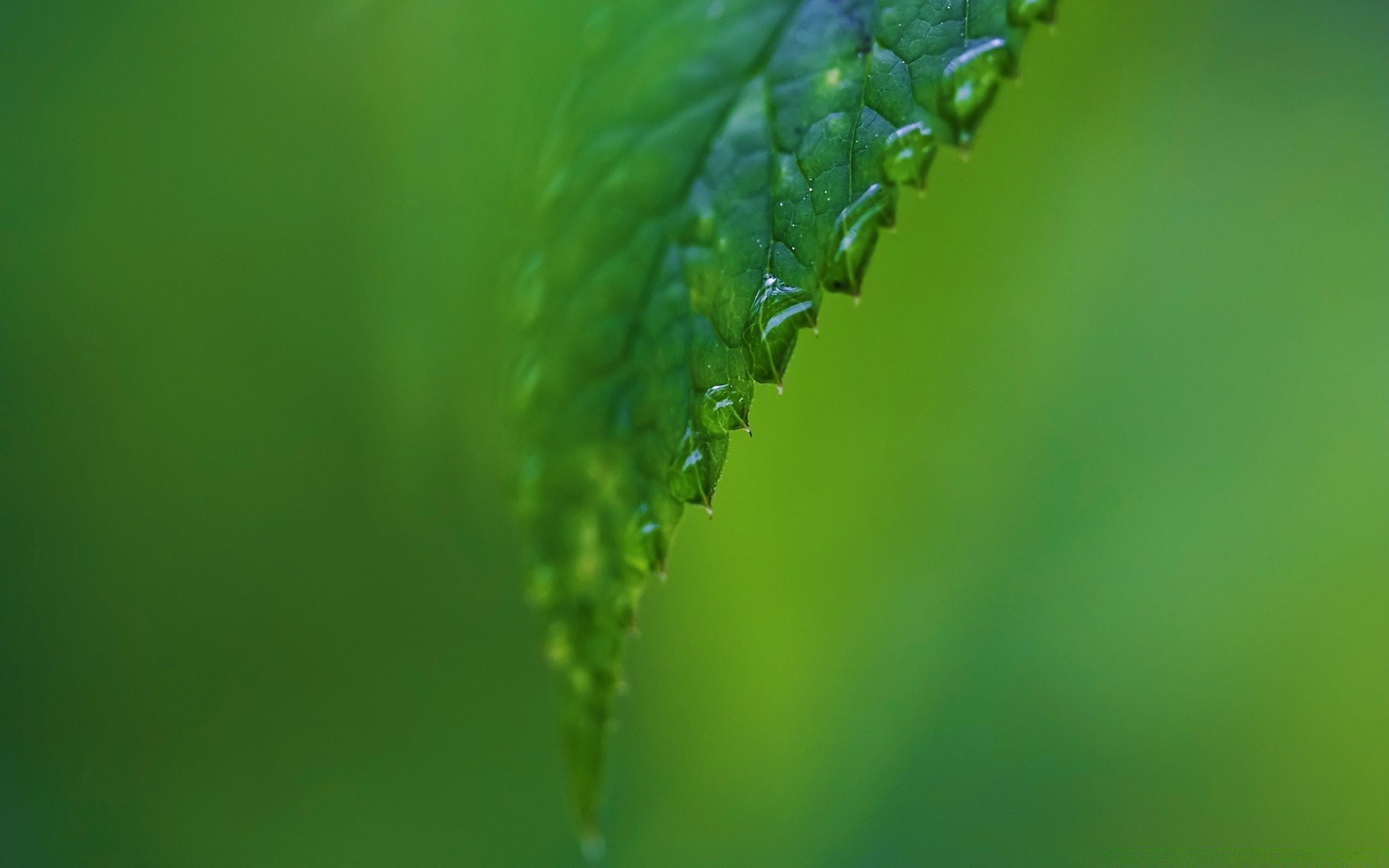 bitkiler yaprak doğa çiy yağmur flora büyüme düşme bulanıklık açık havada dop çimen yemyeşil bahçe ekoloji temizlik çevre yaz damlalar damlalar