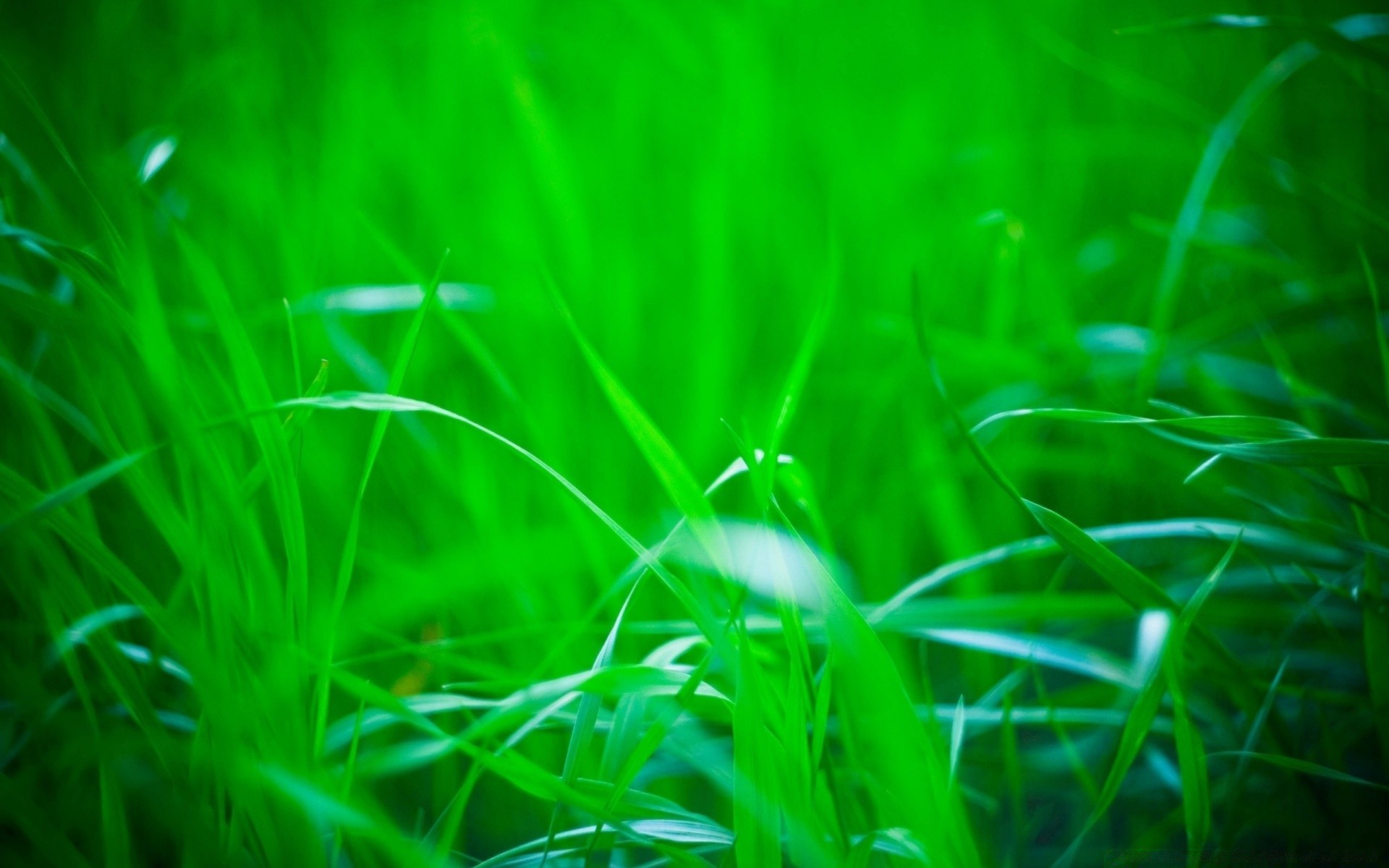 plantas hierba jardín césped heno flora hoja naturaleza crecimiento exuberante verano medio ambiente luz campo lluvia amanecer color hoja buen tiempo pastizales sol