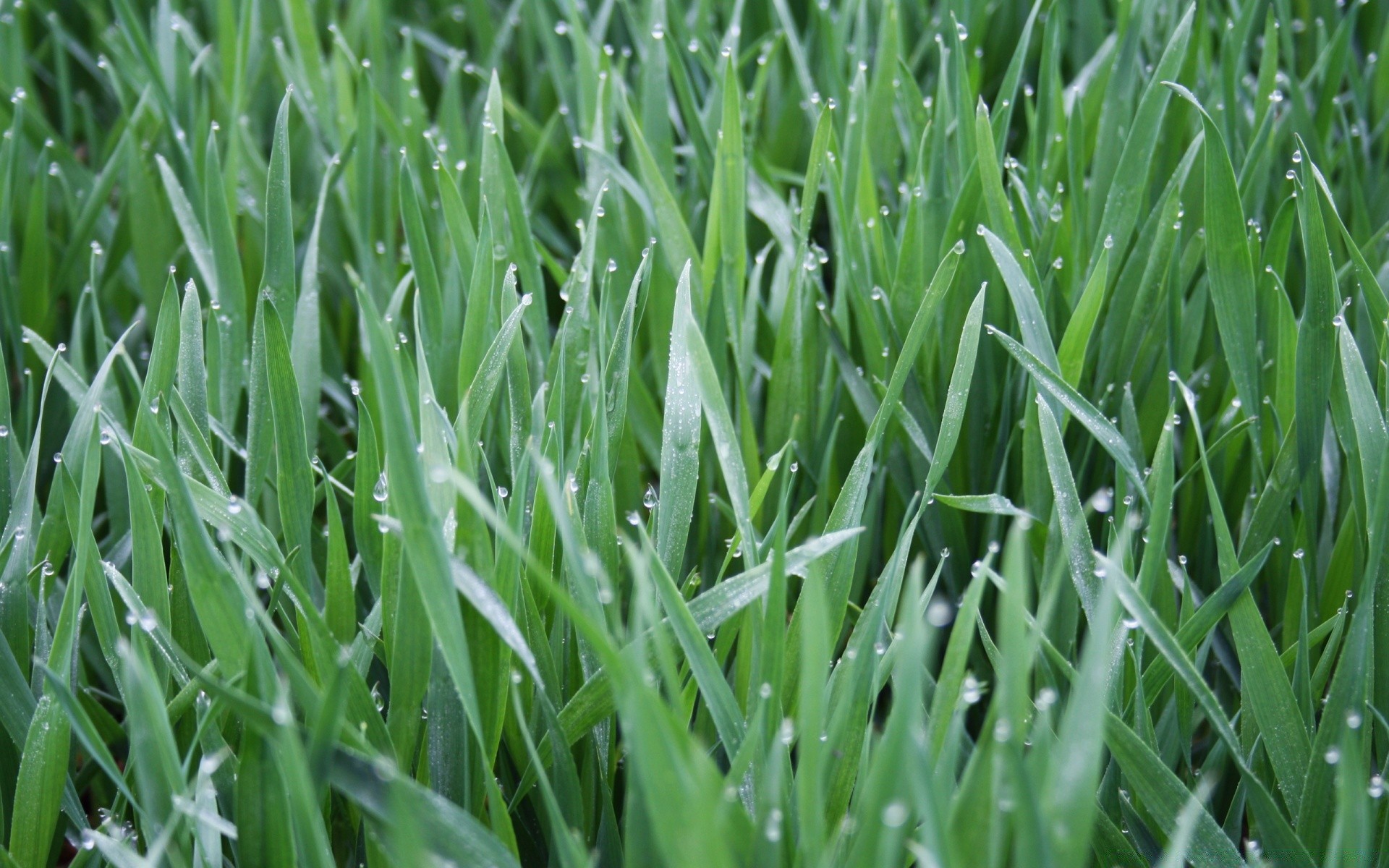 droplets and water lawn grass yard turf growth lush blade field flora hayfield garden leaf dew ground soil environment grassy verdure wheatgrass vibrant