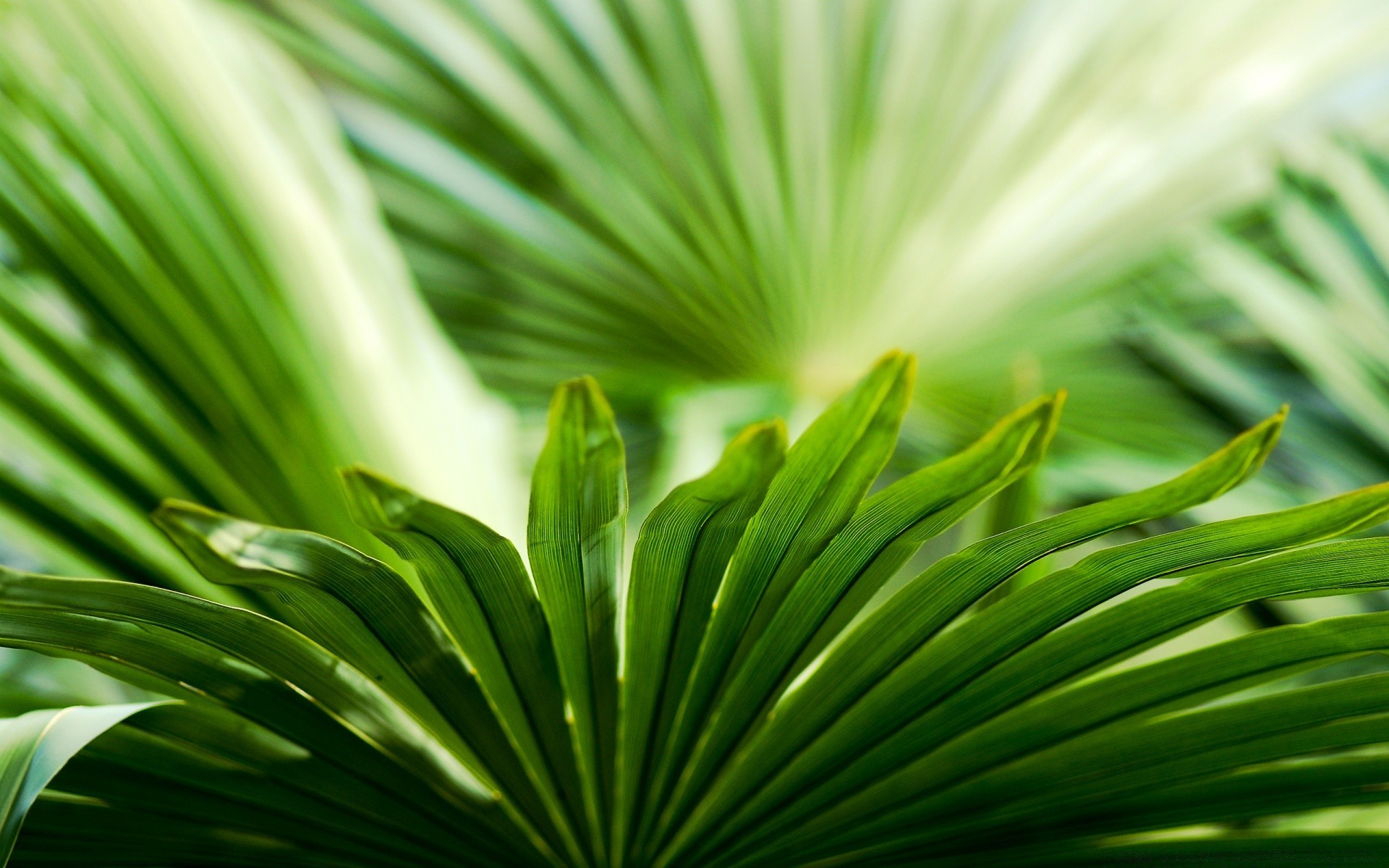 piante foglia natura flora crescita lussureggiante pioggia estate luminoso giardino caduta rugiada ecologia all aperto