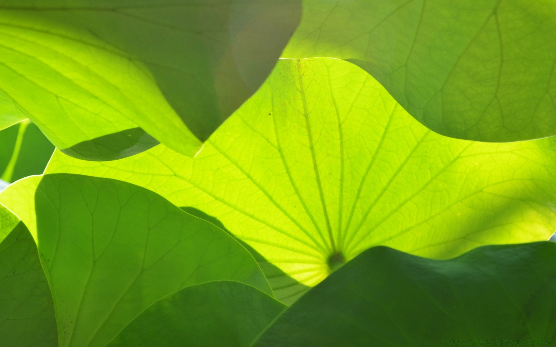 rośliny liść flora natura wzrost jasne lato środowiska żyły ogród zbliżenie bujny kolor ekologia pulpit botaniczny harmonia