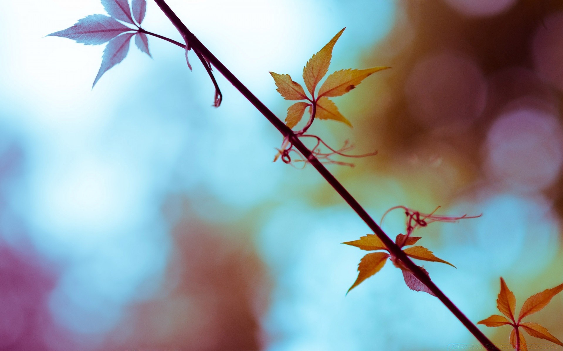 plants nature leaf blur outdoors fall tree flora flower fair weather summer