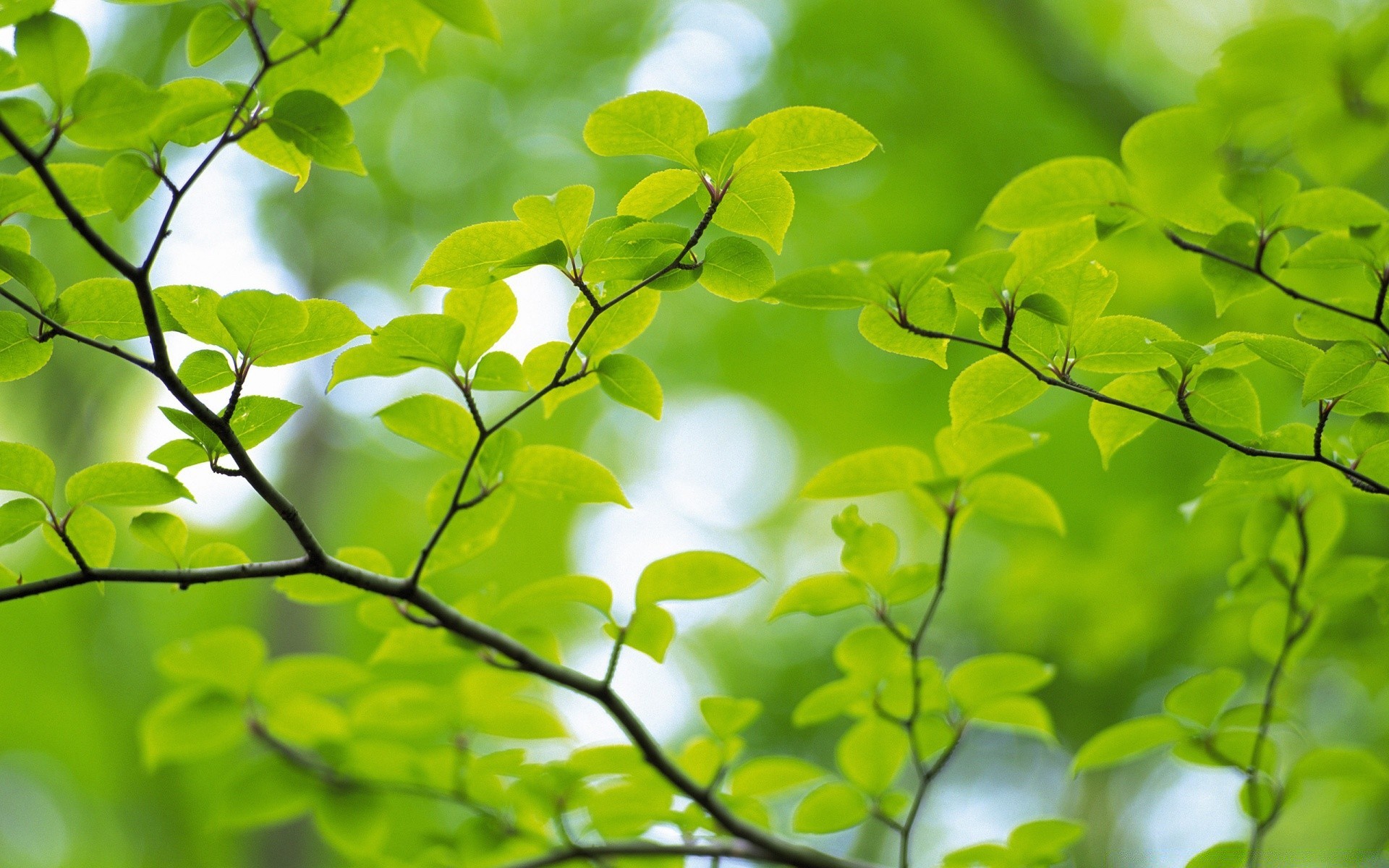 plantes feuille croissance flore luxuriante nature lumineux arbre branche beau temps été environnement fraîcheur jardin ecologie soleil à l extérieur