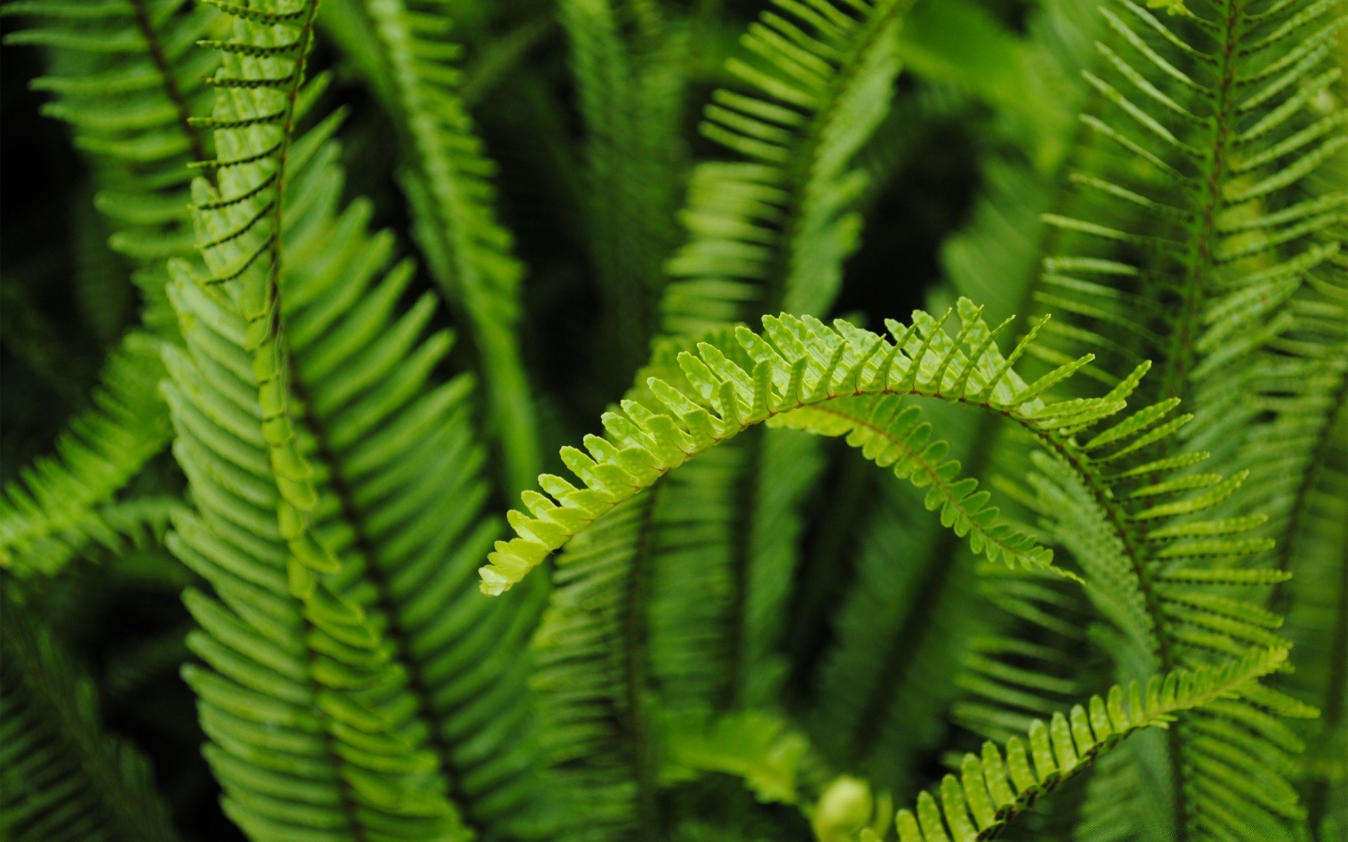 plantas fern hoja flora naturaleza fronda madera al aire libre jardín crecimiento exuberante lluvia luz biología verano