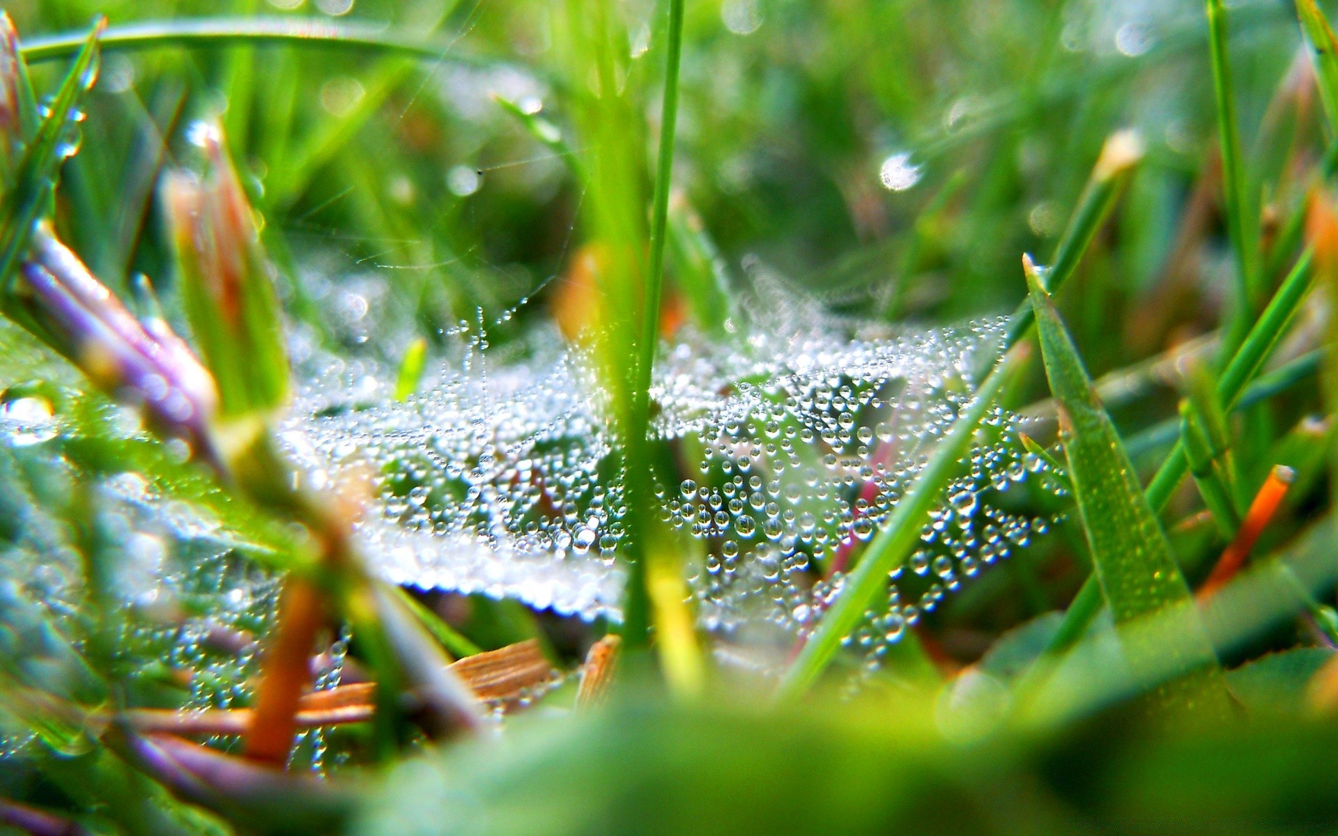 plants dew leaf nature rain flora drop garden spider dawn grass outdoors summer environment light close-up growth wet bright color