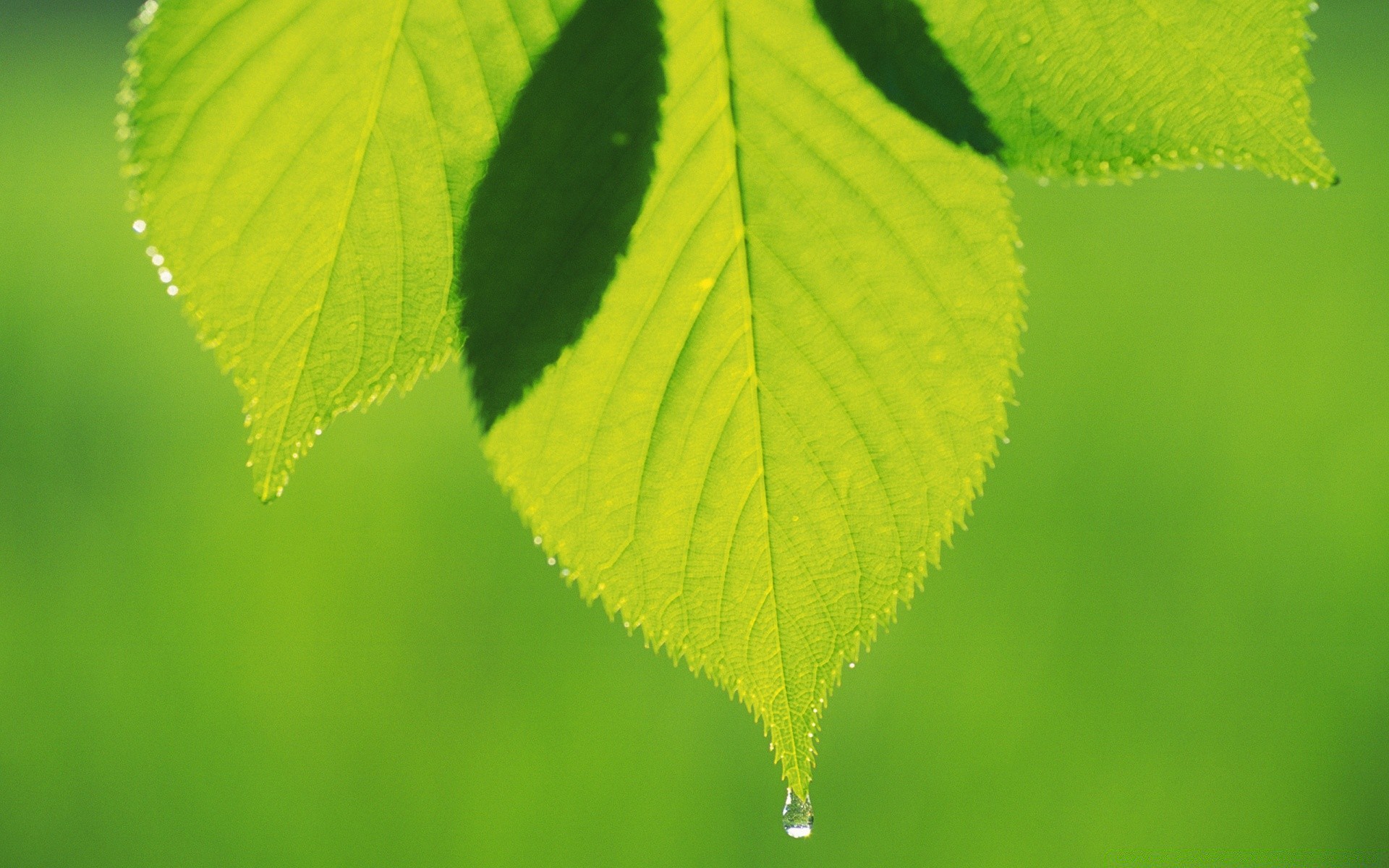 plantes feuille nature croissance flore lumineux été luxuriante ecologie rosée propreté pluie environnement