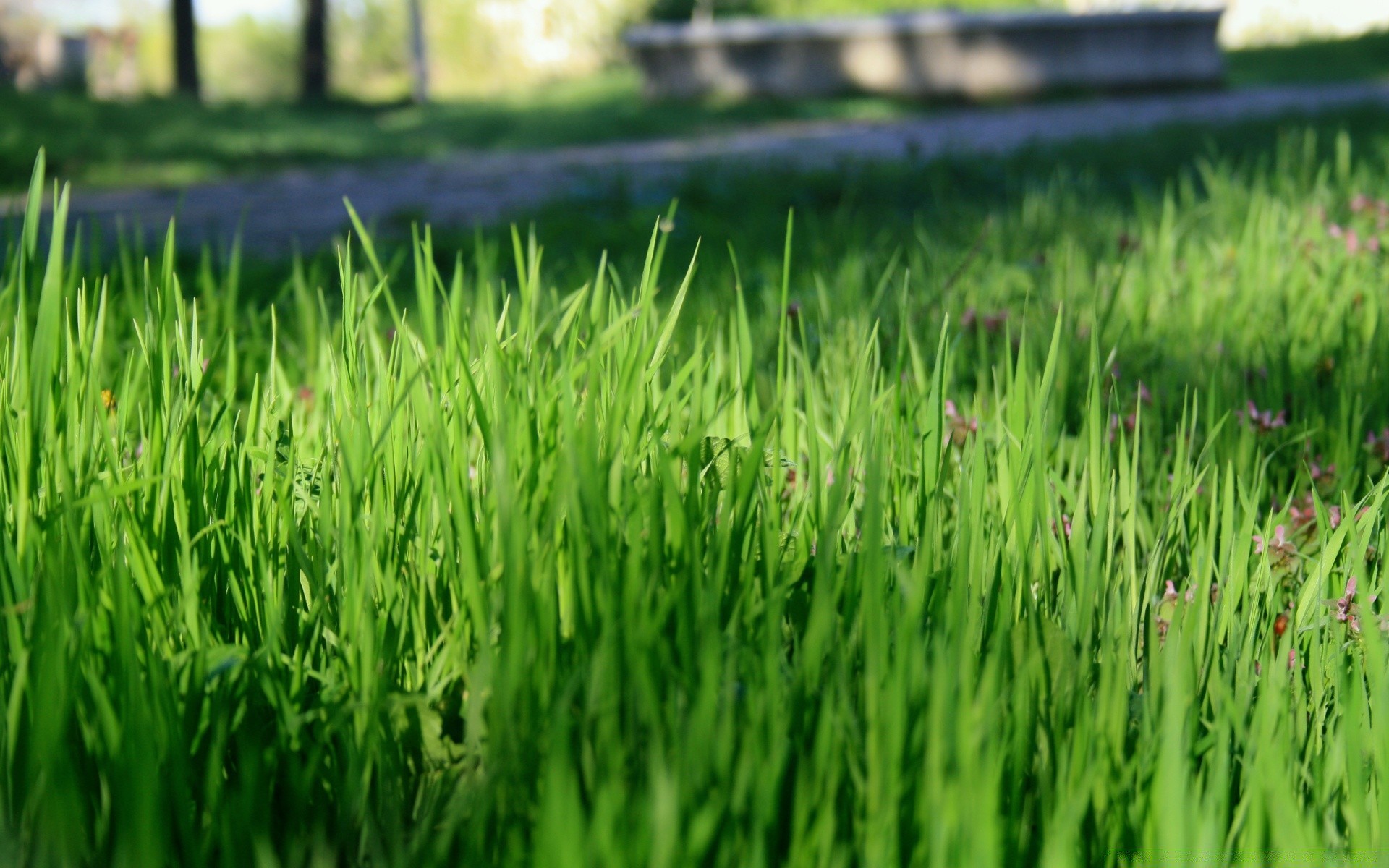 piante erba prato crescita campo lussureggiante fieno estate flora giardino tappeto erboso cortile foglia lama terreno ambiente natura rurale fattoria