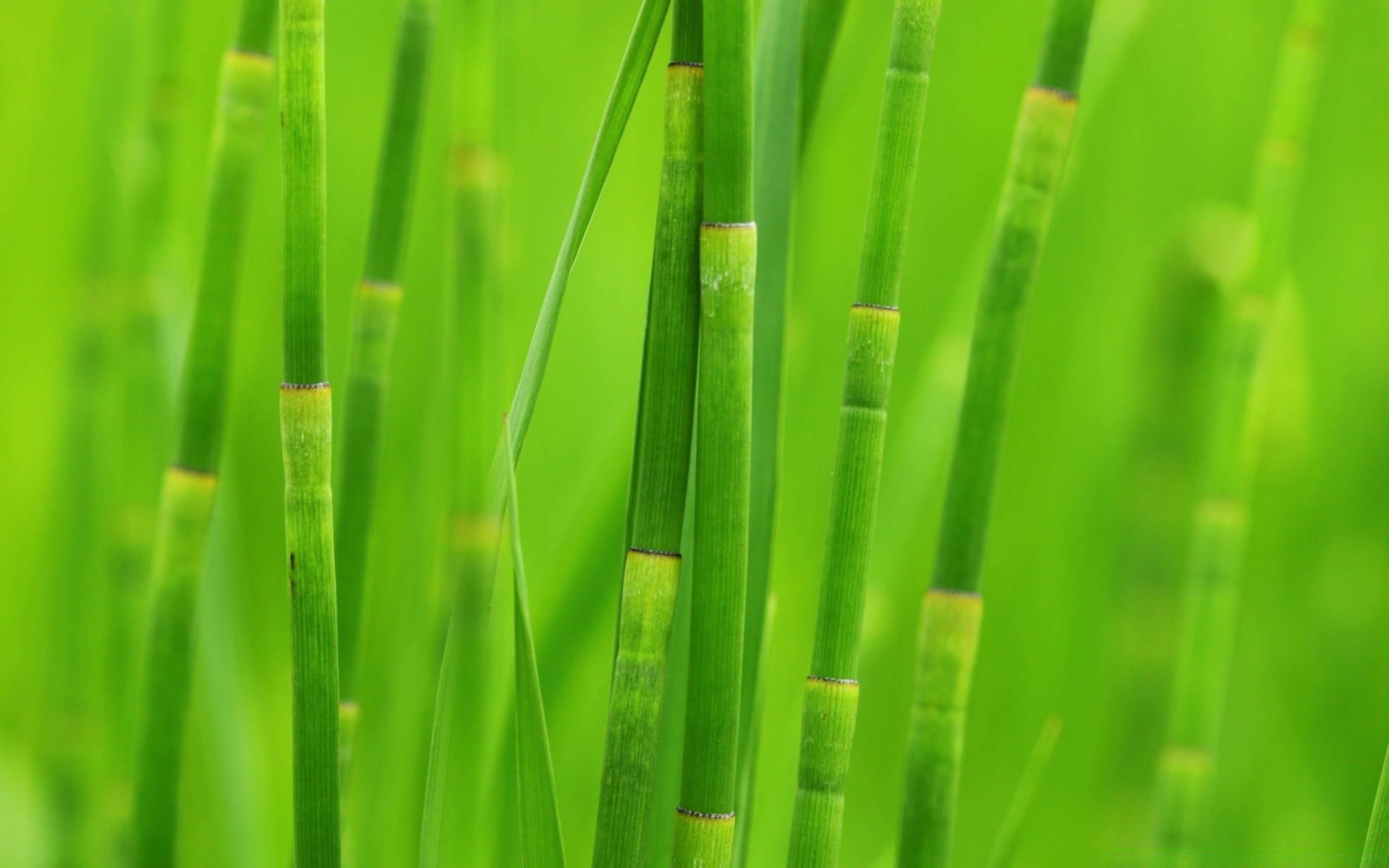 plantes rosée luxuriante croissance feuille lame herbe flore pluie jardin chute pelouse nature ecologie humide agropyre fraîcheur gouttes aube