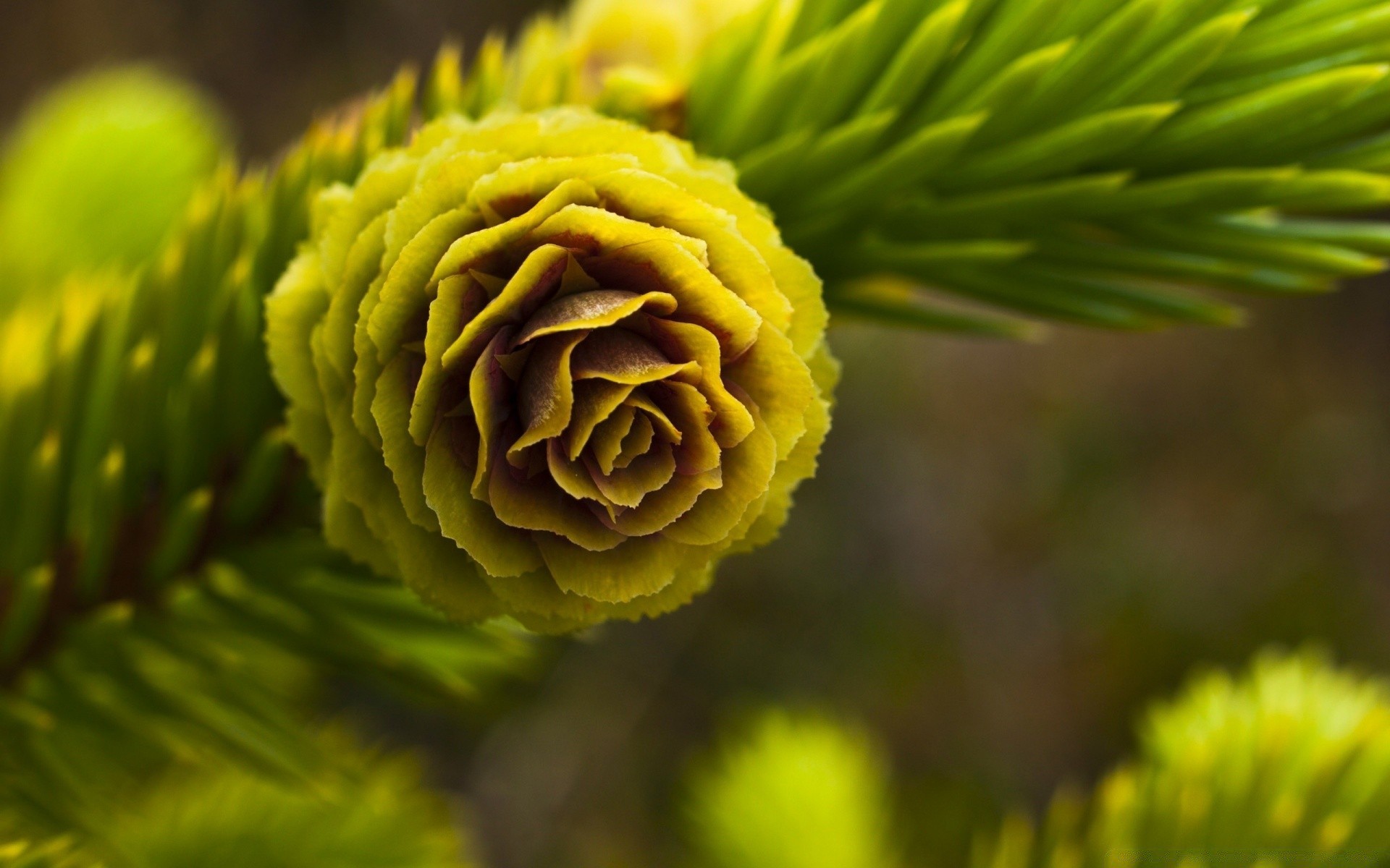 bitkiler doğa yaprak flora ağaç yakın çekim açık havada yaz bahçe çiçek renk ahşap