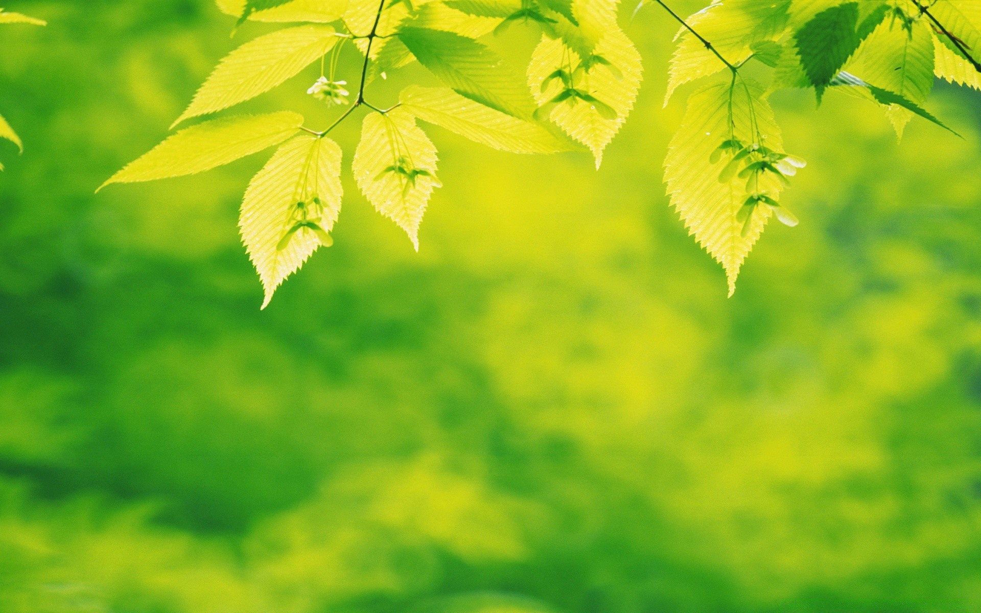 pflanzen blatt natur flora wachstum sommer garten üppig hell umwelt im freien ökologie saison baum frische gutes wetter farbe desktop