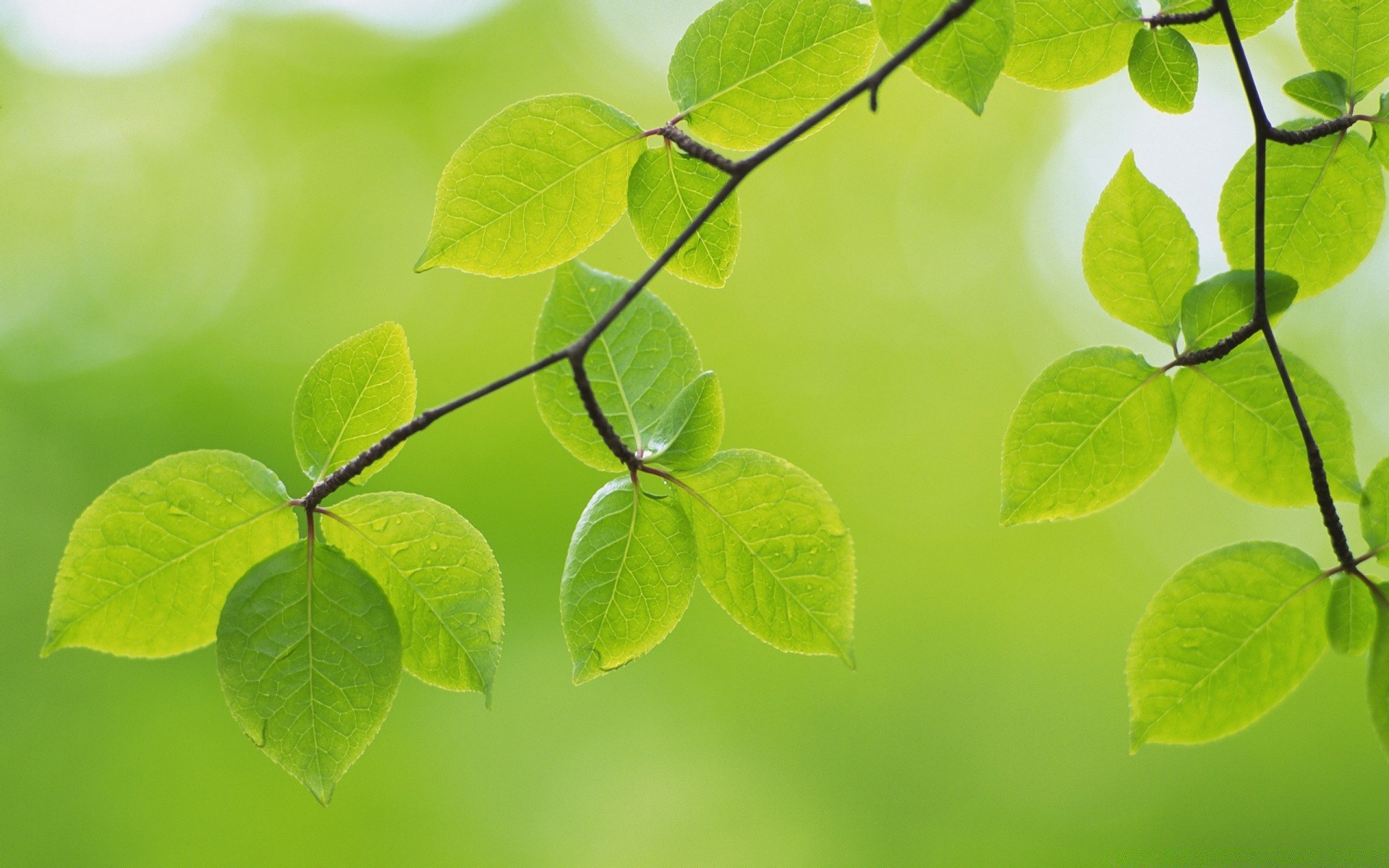 plants leaf growth flora nature lush ecology garden environment freshness summer bright tree branch close-up dew environmental purity desktop husk