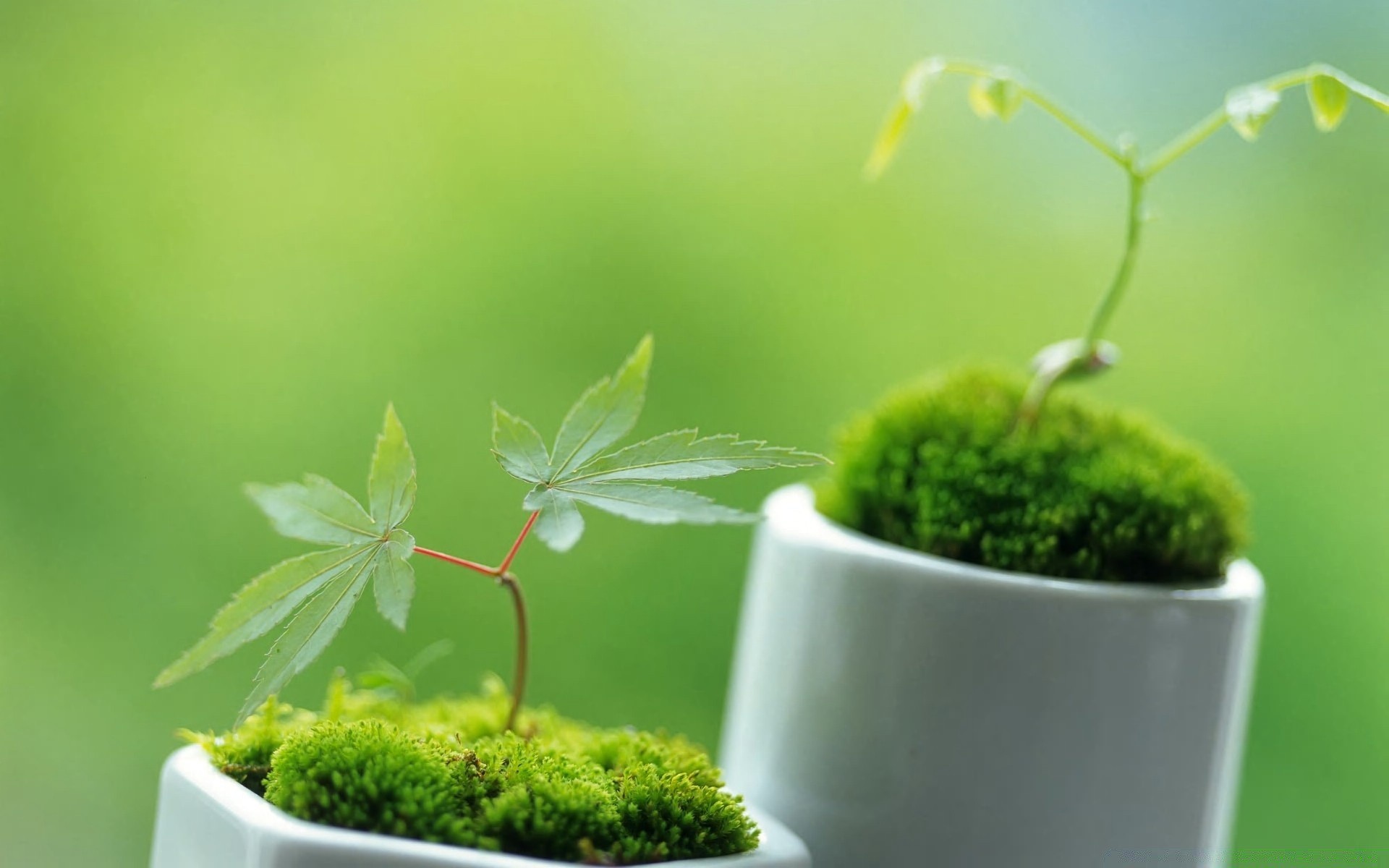 plants leaf growth nature ecology flora blur grass sprout little summer garden ball-shaped herb