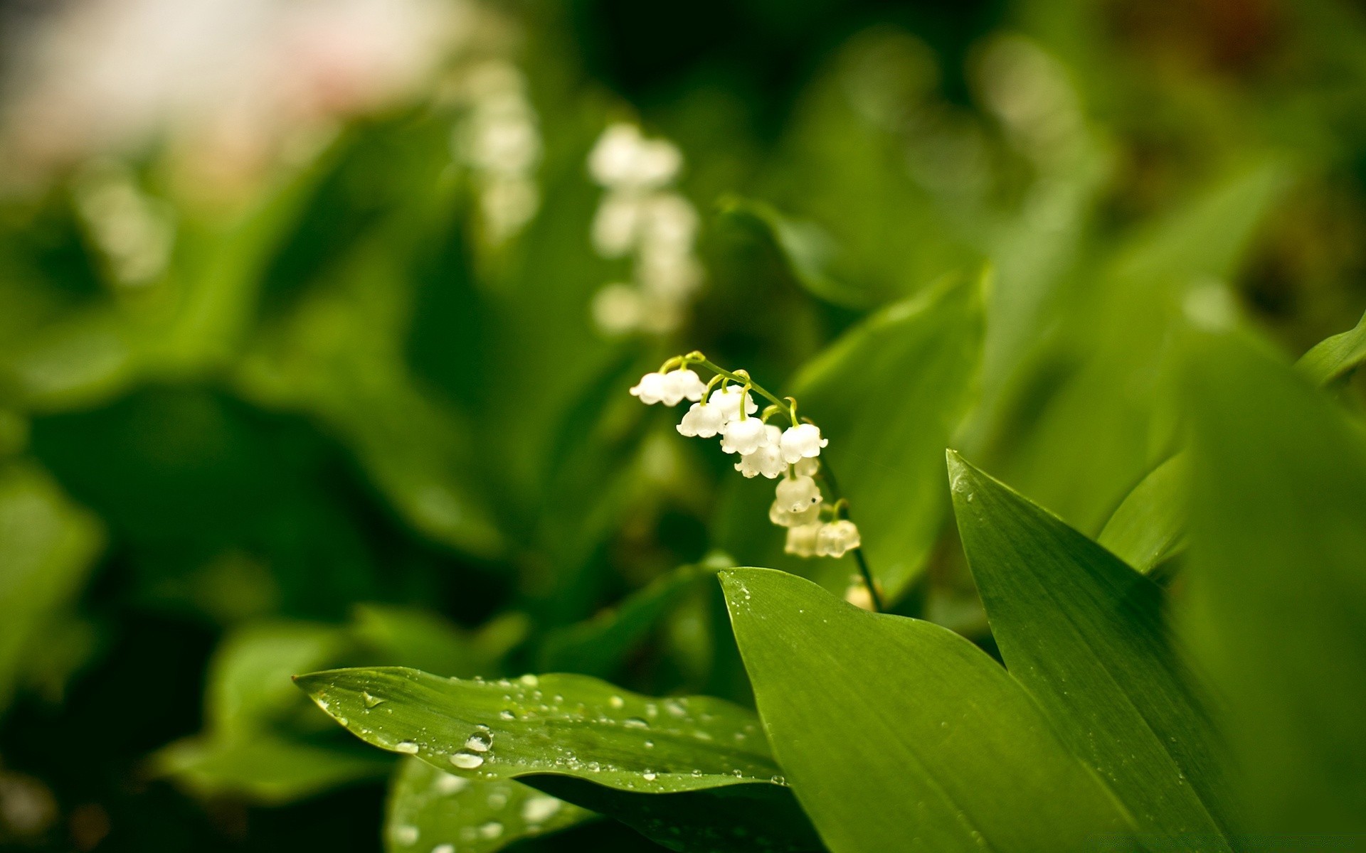 plants leaf nature flora garden flower growth summer outdoors