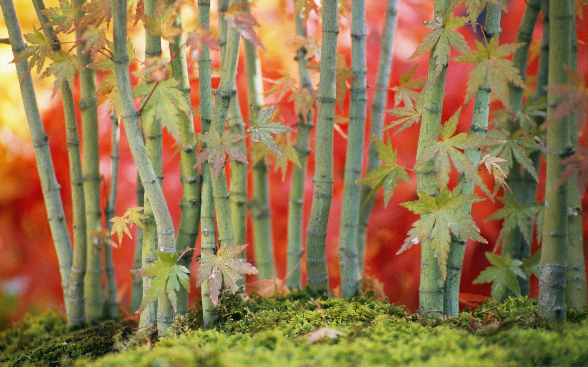 plantas folha natureza jardim flora crescimento bambu ao ar livre verão madeira cor flor brilhante estação árvore