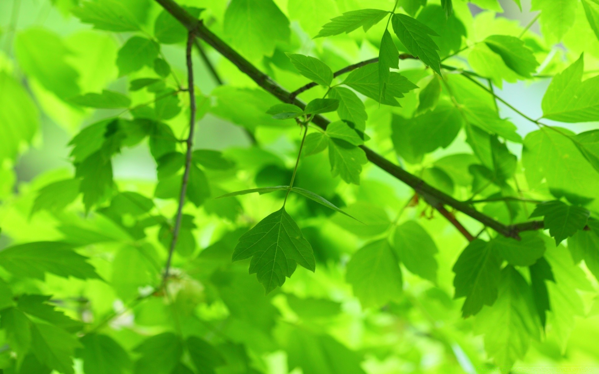 piante foglia crescita natura flora lussureggiante estate luminoso ecologia freschezza bel tempo all aperto giardino ambiente ramo sole albero