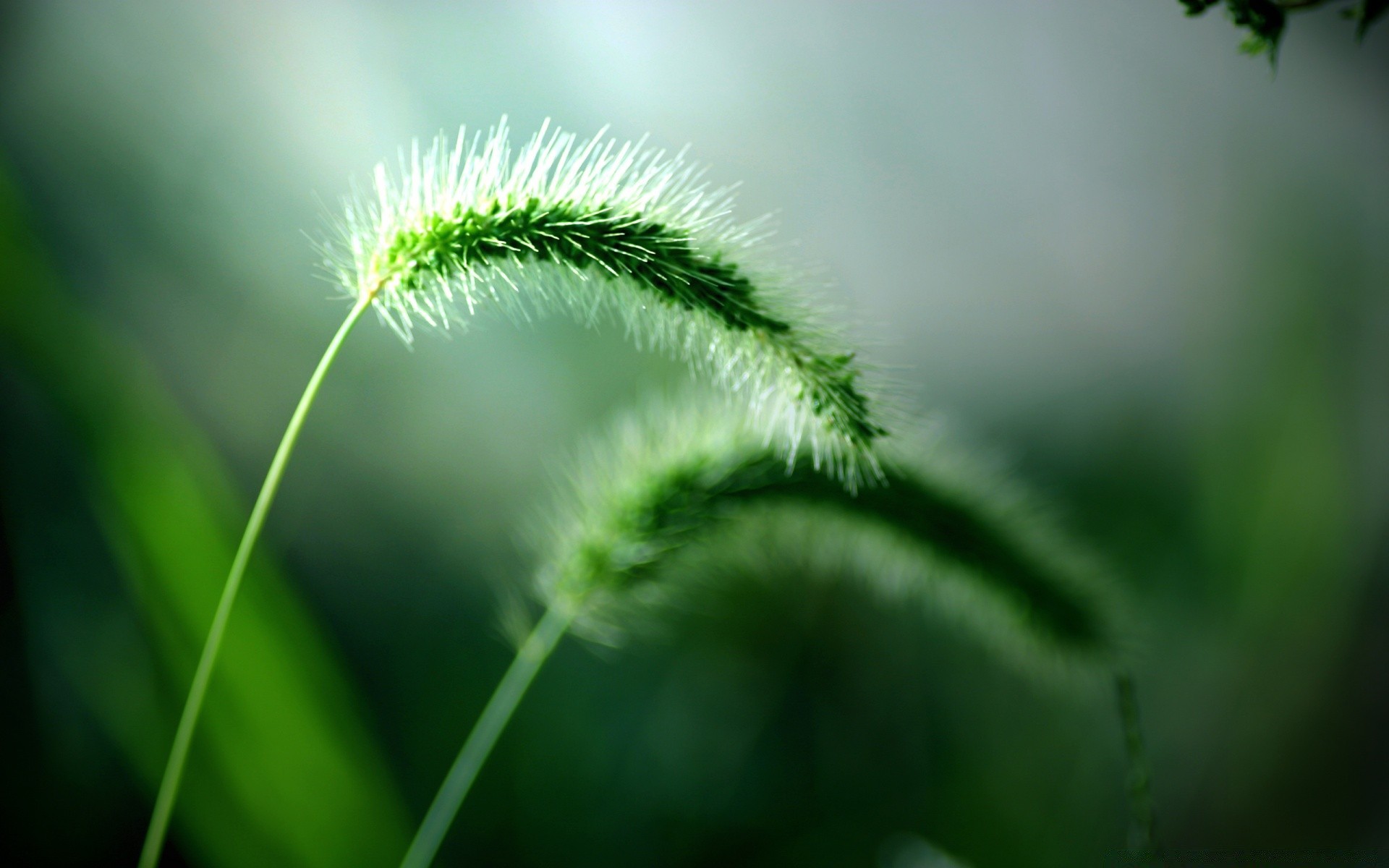 plants nature leaf flora growth grass summer environment garden flower outdoors close-up blur