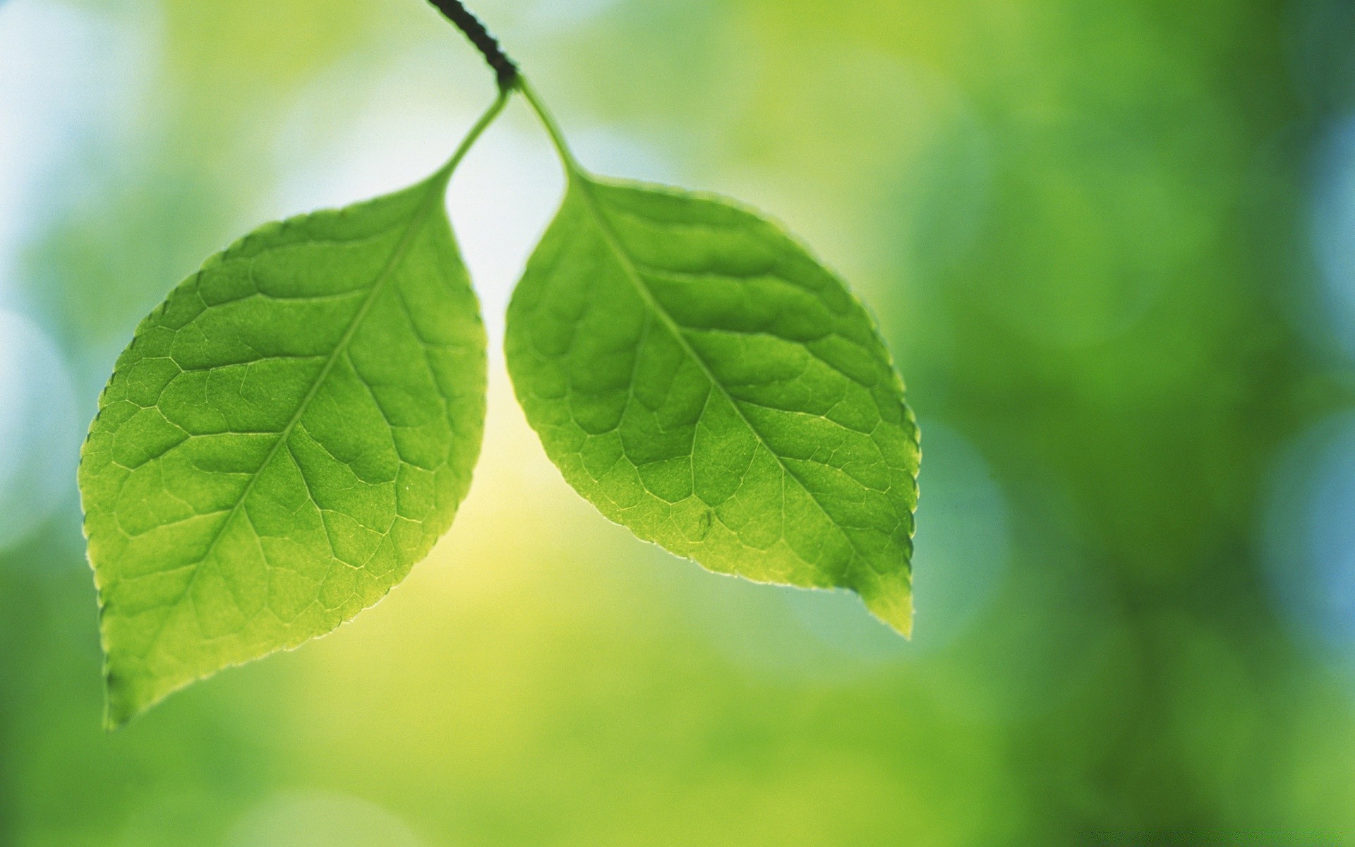 plantas hoja naturaleza flora crecimiento exuberante lluvia verano frescura rocío jardín ecología