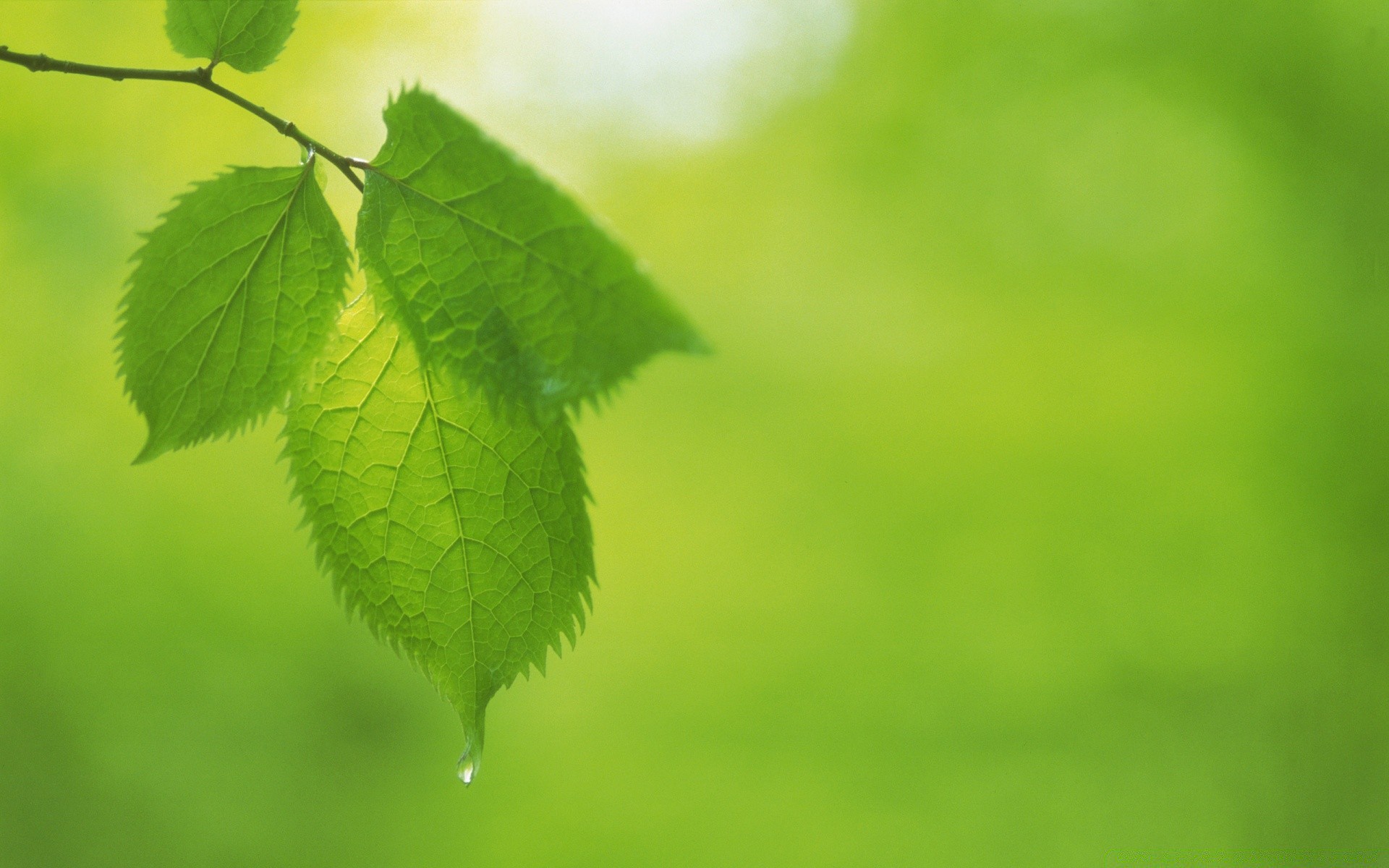 plantas folha natureza crescimento flora verão exuberante ecologia ambientes chuva jardim brilhante ao ar livre borrão grama