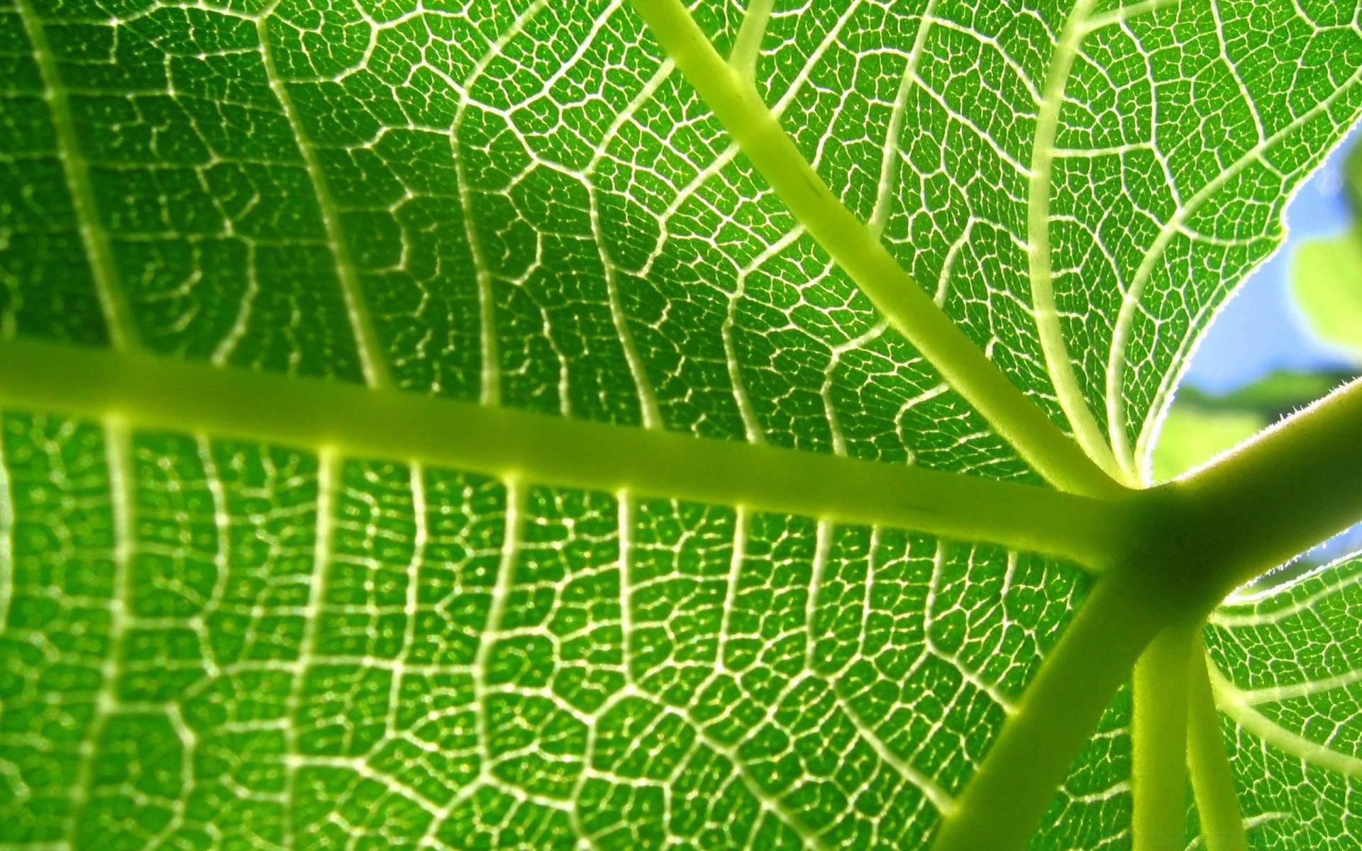 plantas hoja flora rocío crecimiento fotosíntesis naturaleza venas jardín escritorio caída lluvia ecología textura ambiental brillante frescura primer plano patrón color