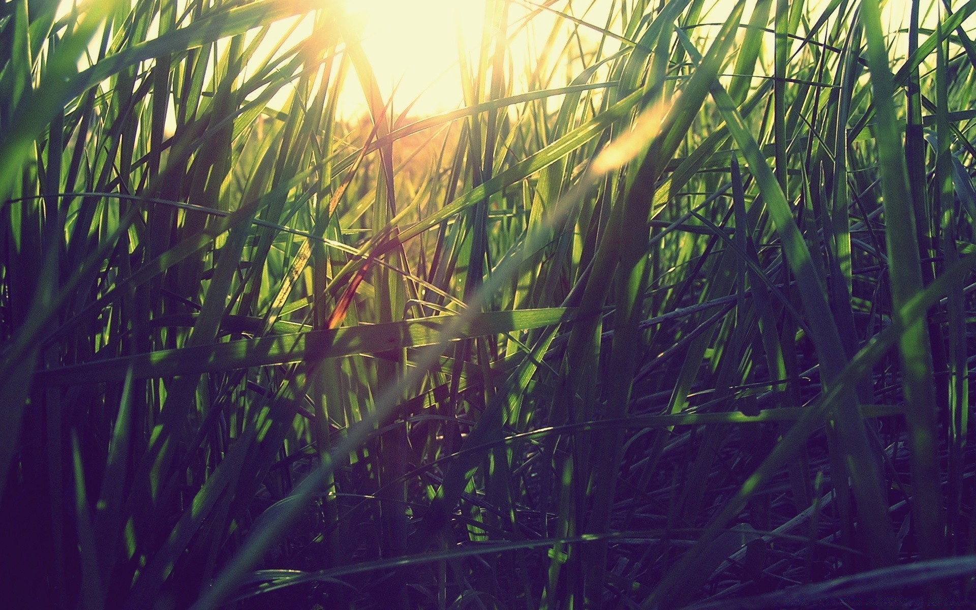 rośliny wodne flora trawa natura ogród środowisko pulpitu wzrost liść lato słońce dobra pogoda na zewnątrz kolor światła bujne tropikalne trzciny świt