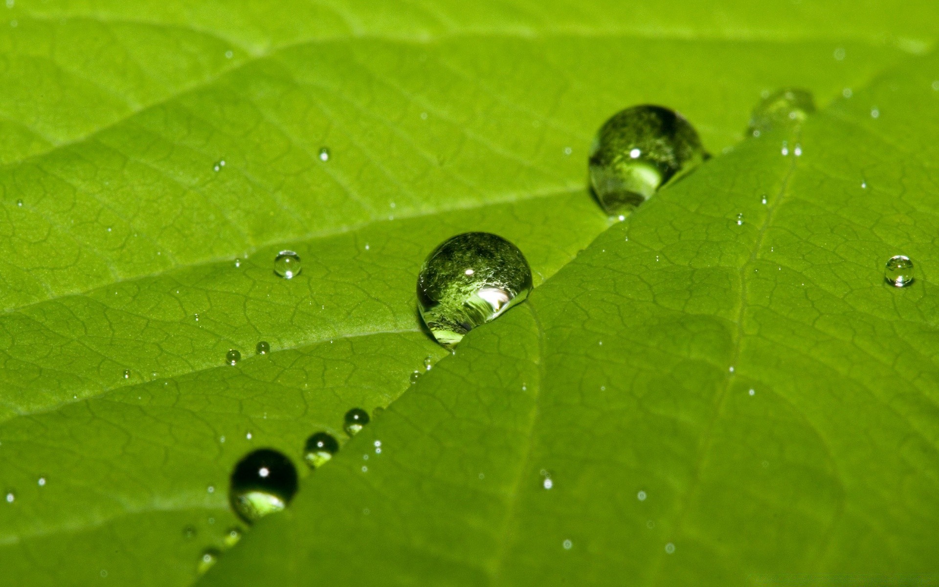 gotas y agua rocío lluvia hoja gota gotas mojado naturaleza pureza flora agua gotas medio ambiente jardín ecología