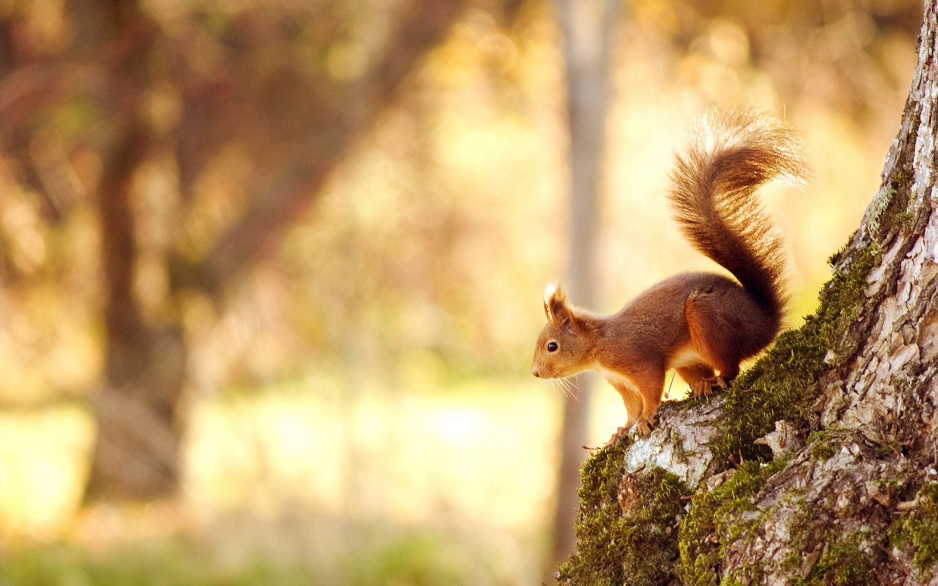 écureuil écureuil arbre nature bois rongeur mammifère écrou automne la faune à l extérieur fourrure parc mignon touffue sauvage tamia animal