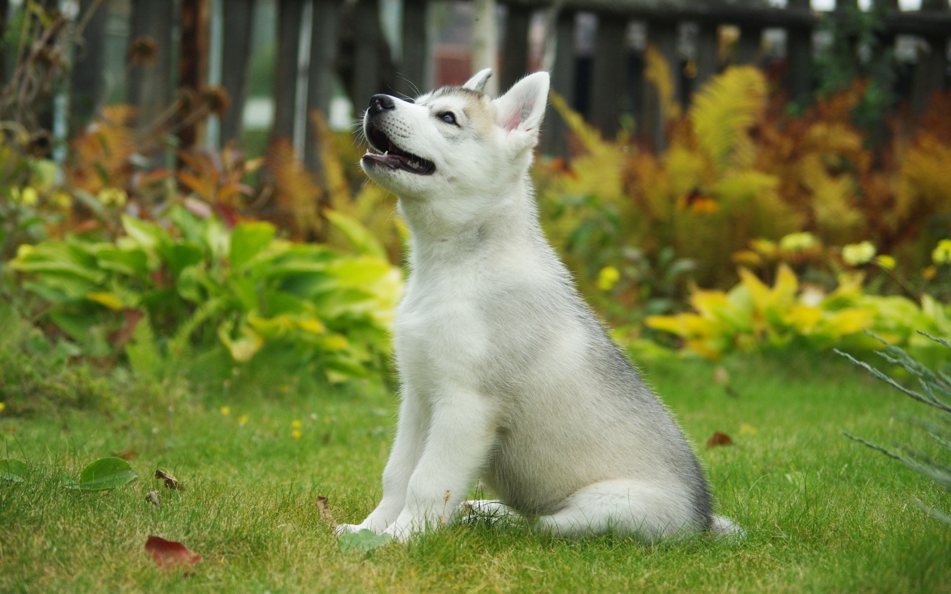 perros hierba lindo mamífero animal mascota naturaleza retrato al aire libre perro doméstico joven