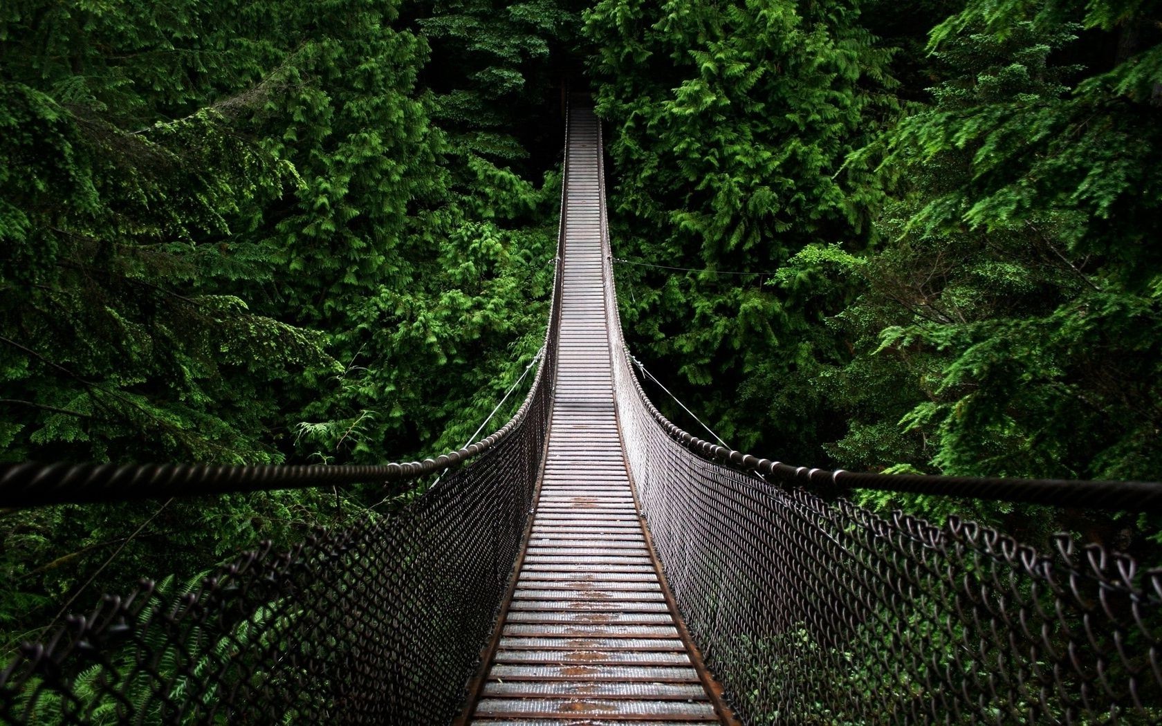 landscapes wood bridge tree nature landscape travel park leaf guidance outdoors water walk footbridge trail river