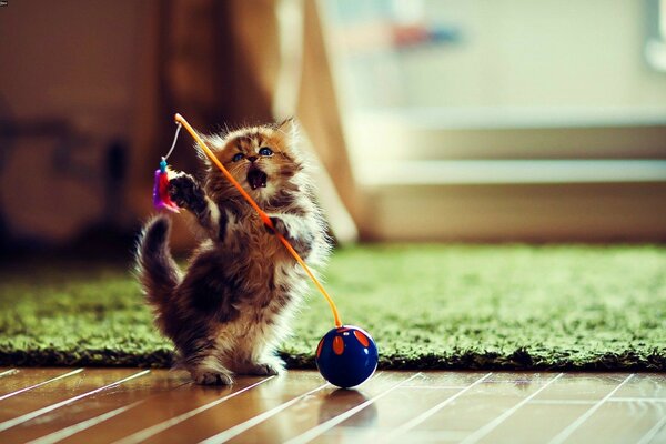 A kitten on its hind legs is playing on the floor with a toy