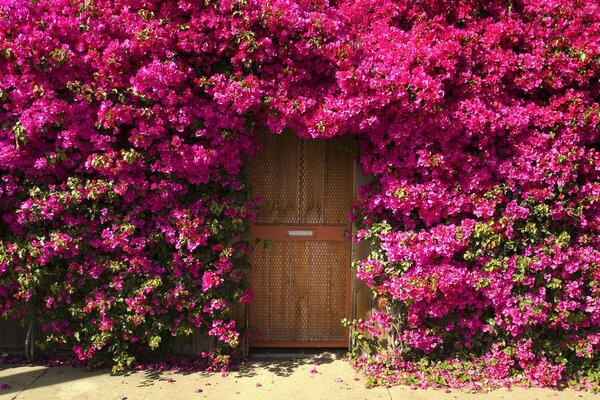 Flores cor-de-rosa pela parede ao redor da porta do quintal