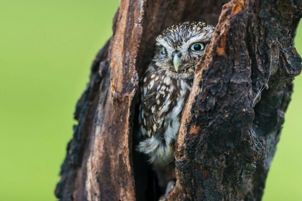 An owl sitting in a hollow tree