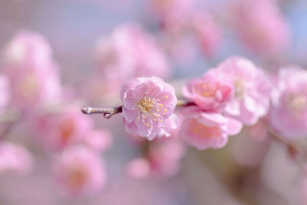 Pink cherry blossom on a branch