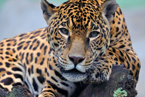 Leopard looks into the frame lying on a log