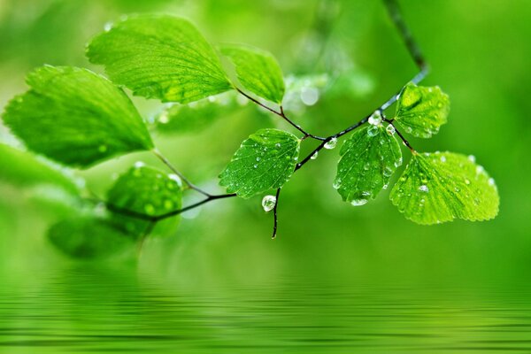 Rosée sur les feuilles vertes