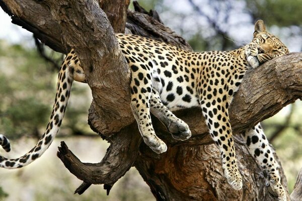 Animais selvagens gato leopardo