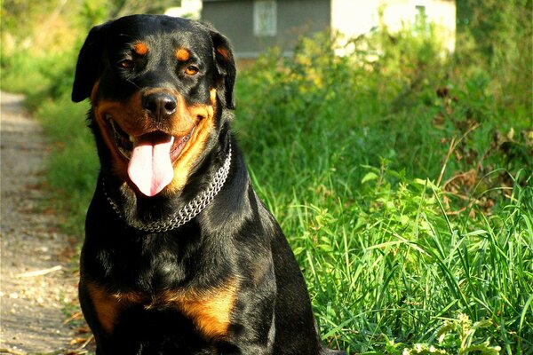 Süßer Rottweiler ist der beste Hund