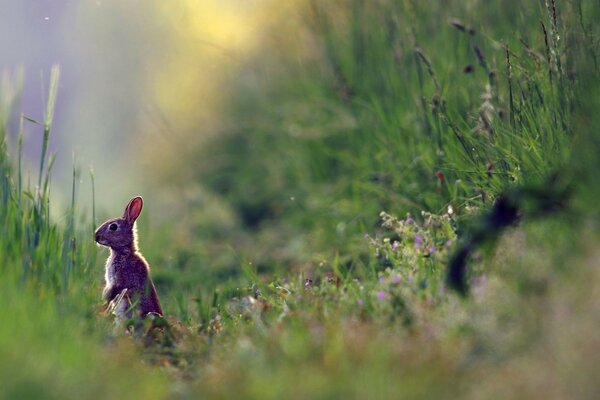 Im Gras auf den Hinterbeinen steht ein Hase und schaut genau hin