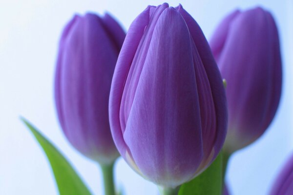 Fleurs tulipe papier peint bouquet