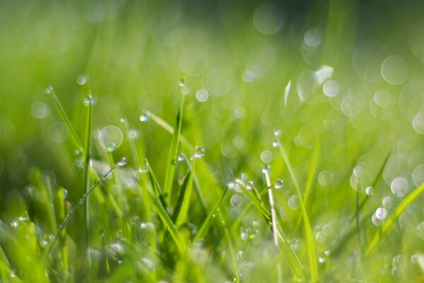 Dew and drops on the morning grass