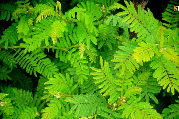 Fern foliage in the thick of the forest